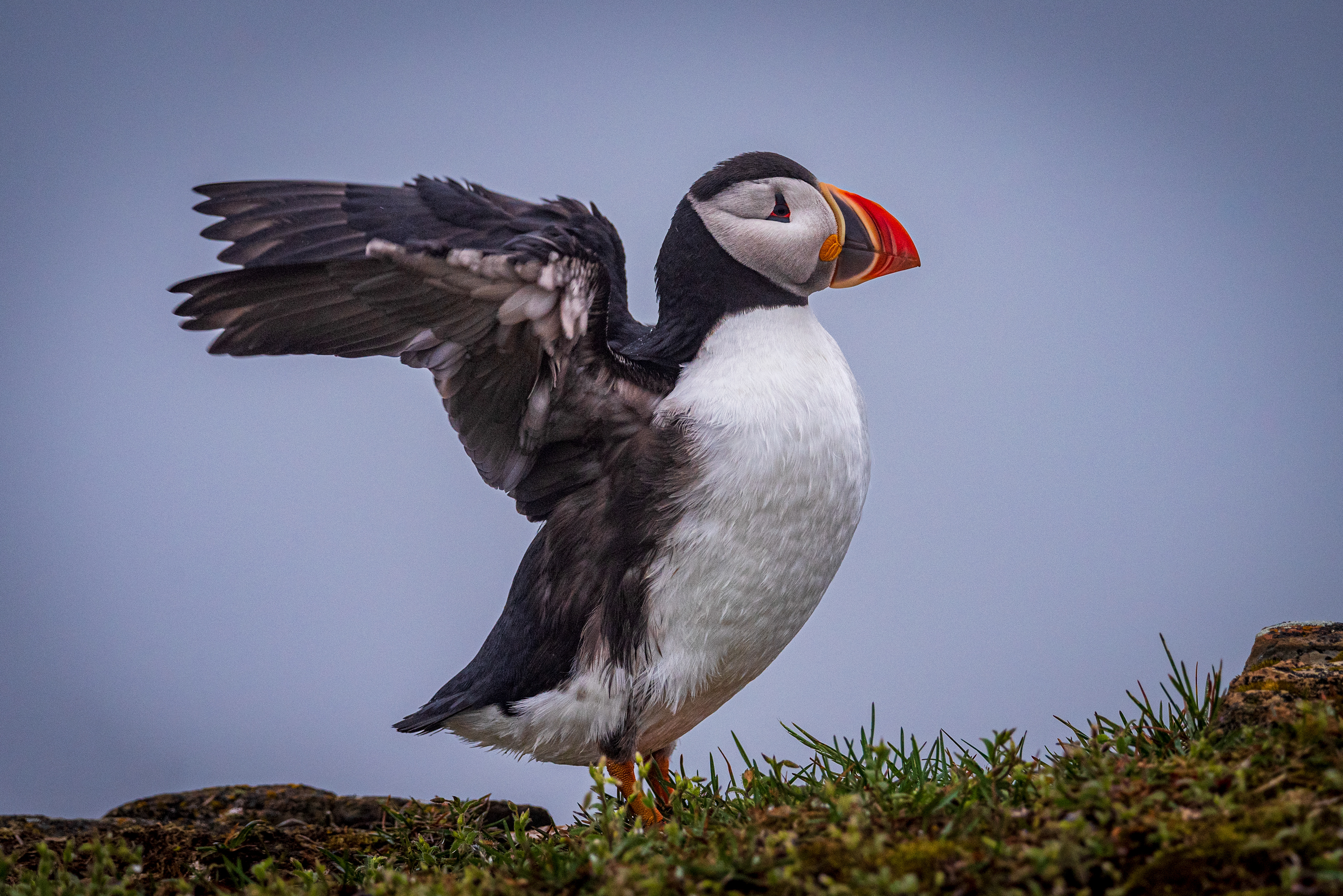 Elliston Puffin
