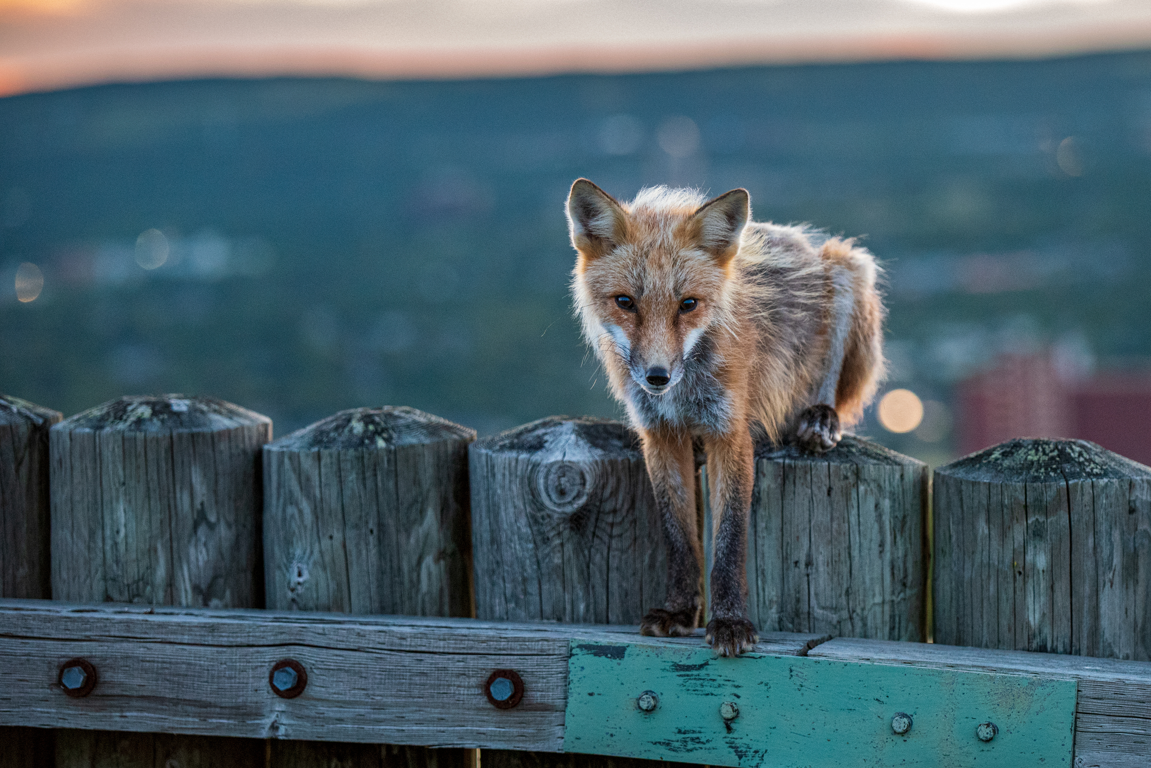 Signal Hill Fox