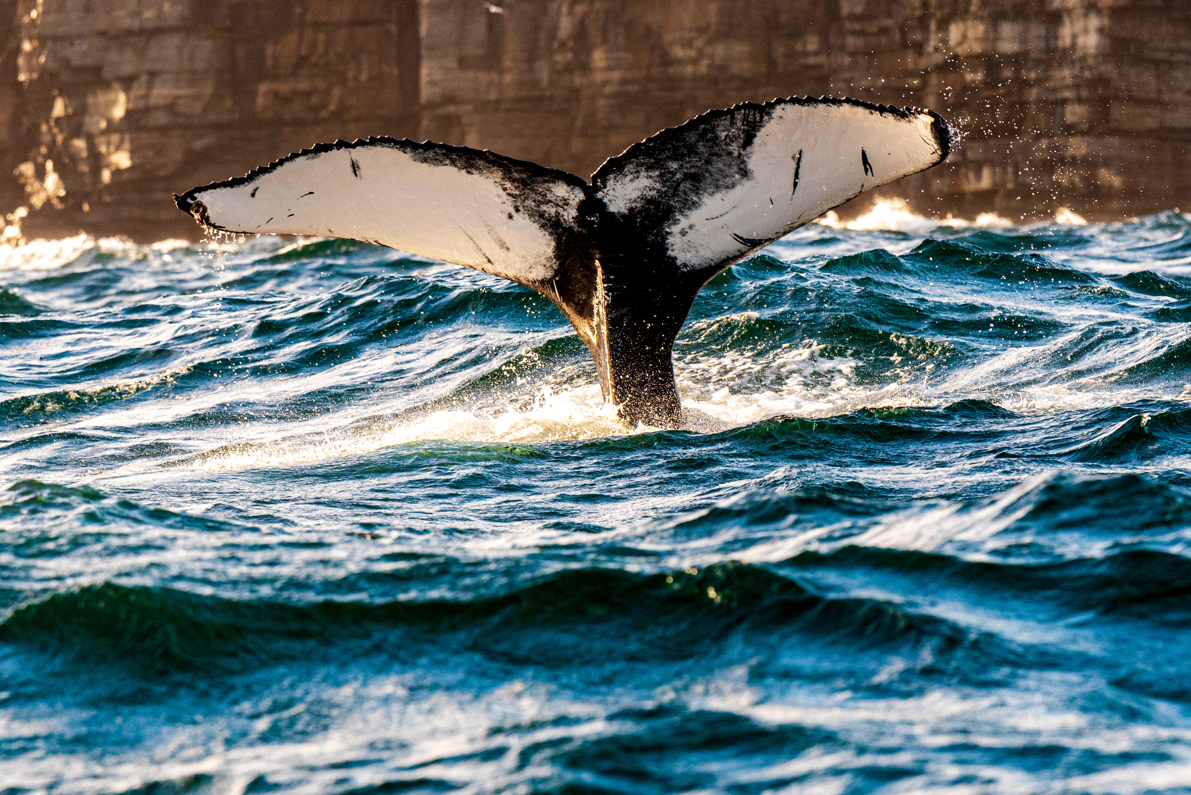 Humpback, Trinity Bay