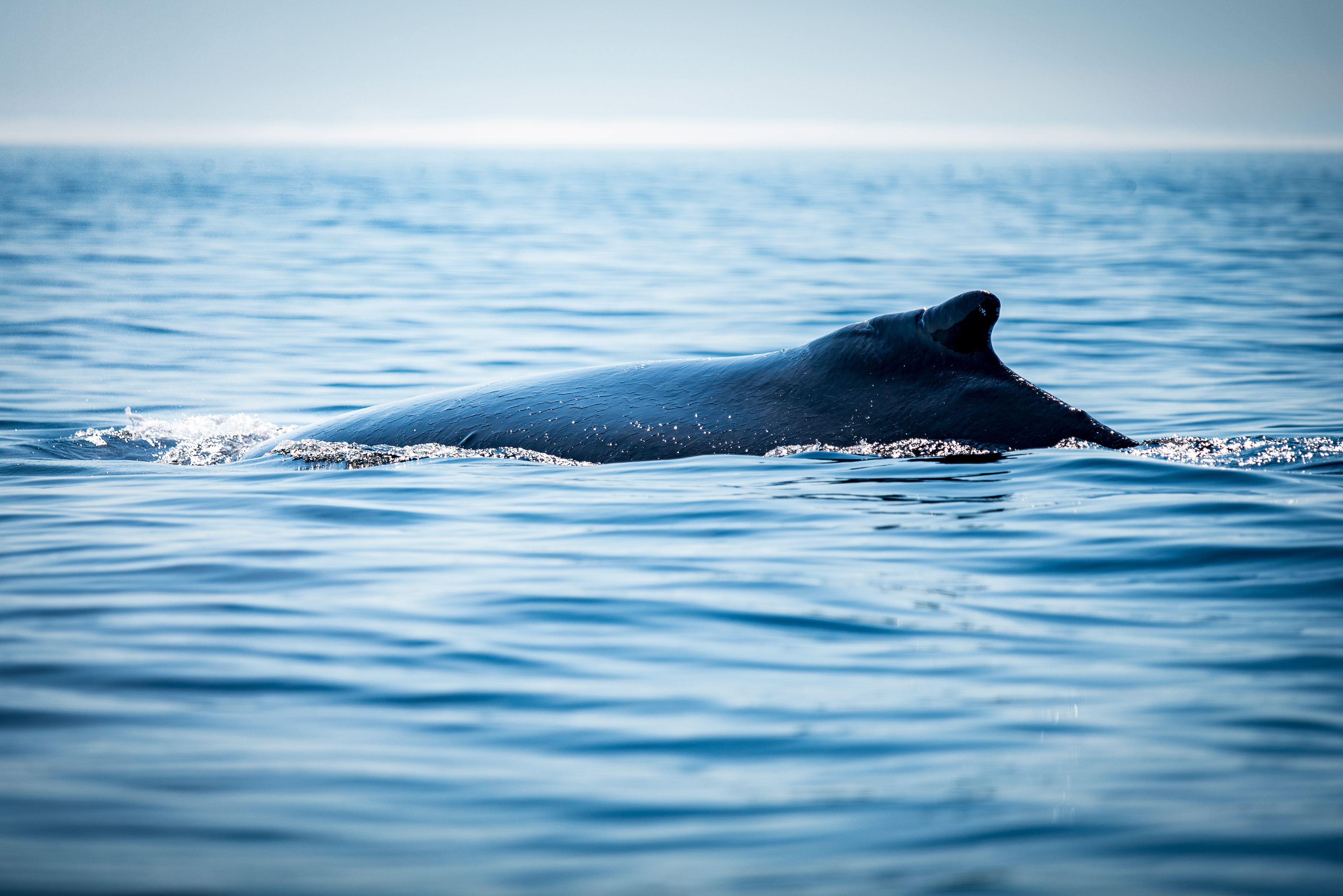 Humpback, Trinity Bay