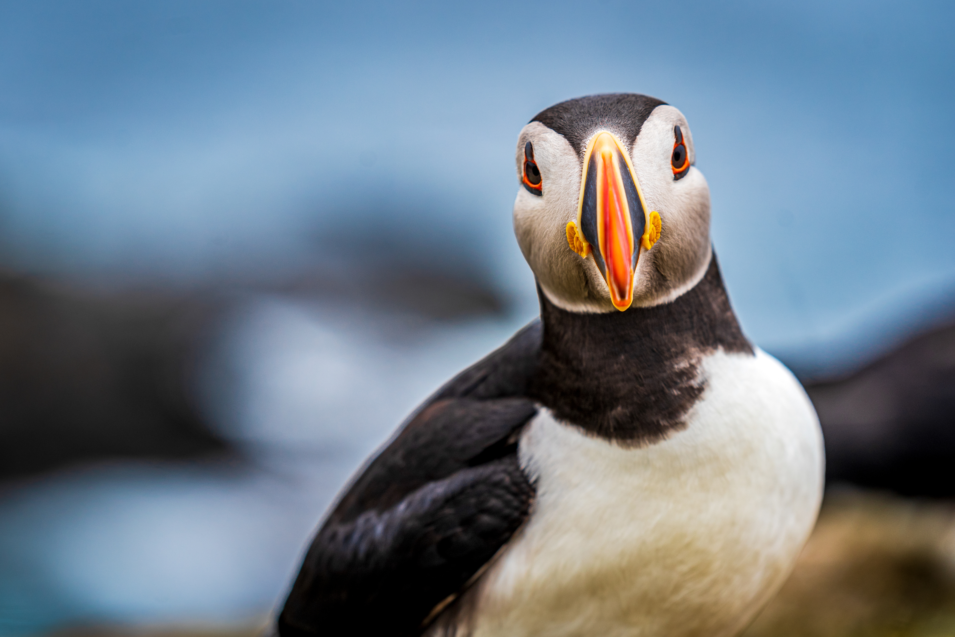 Elliston Puffin