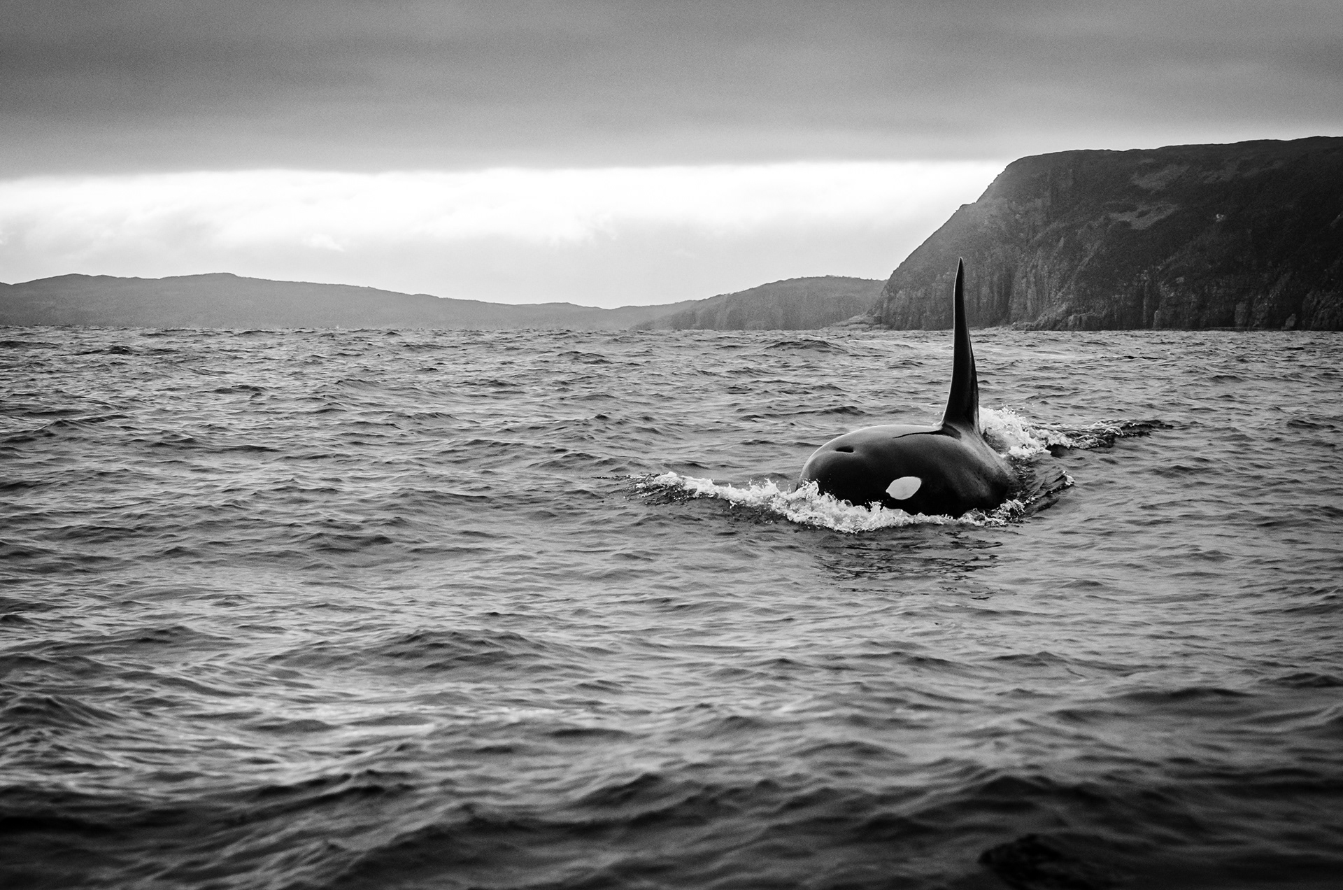 Orca, Trinity Bay