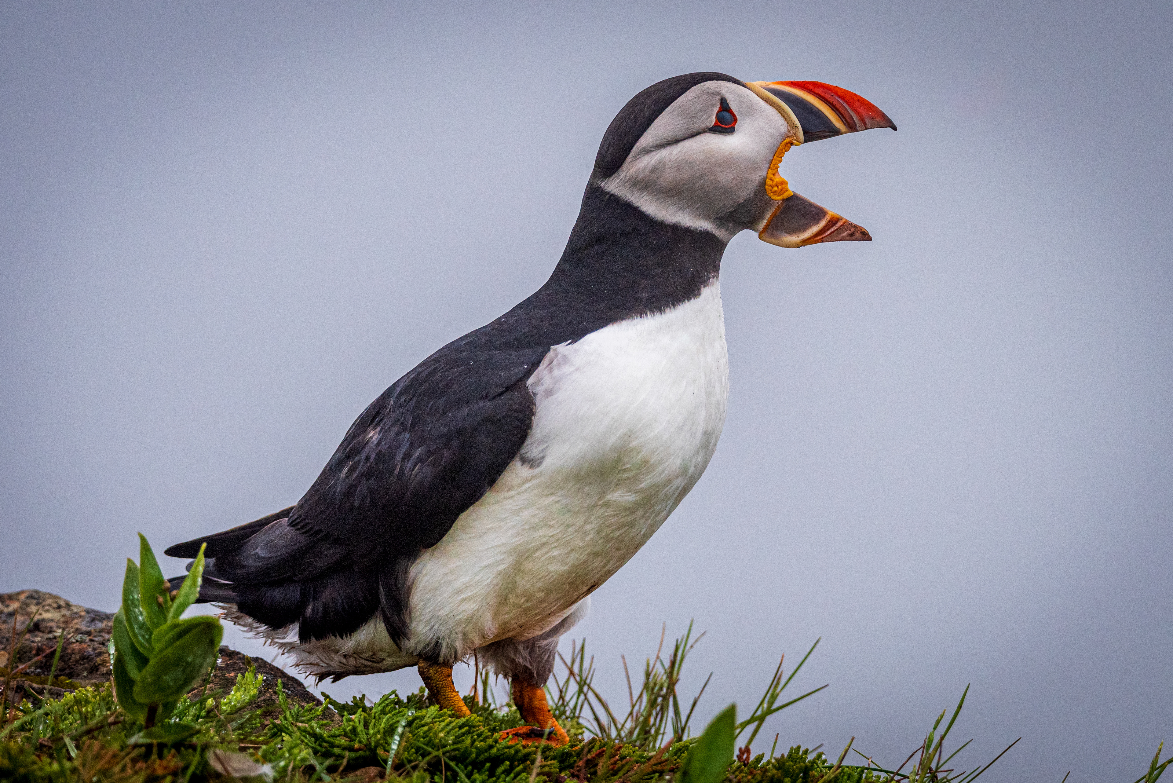 Elliston Puffin