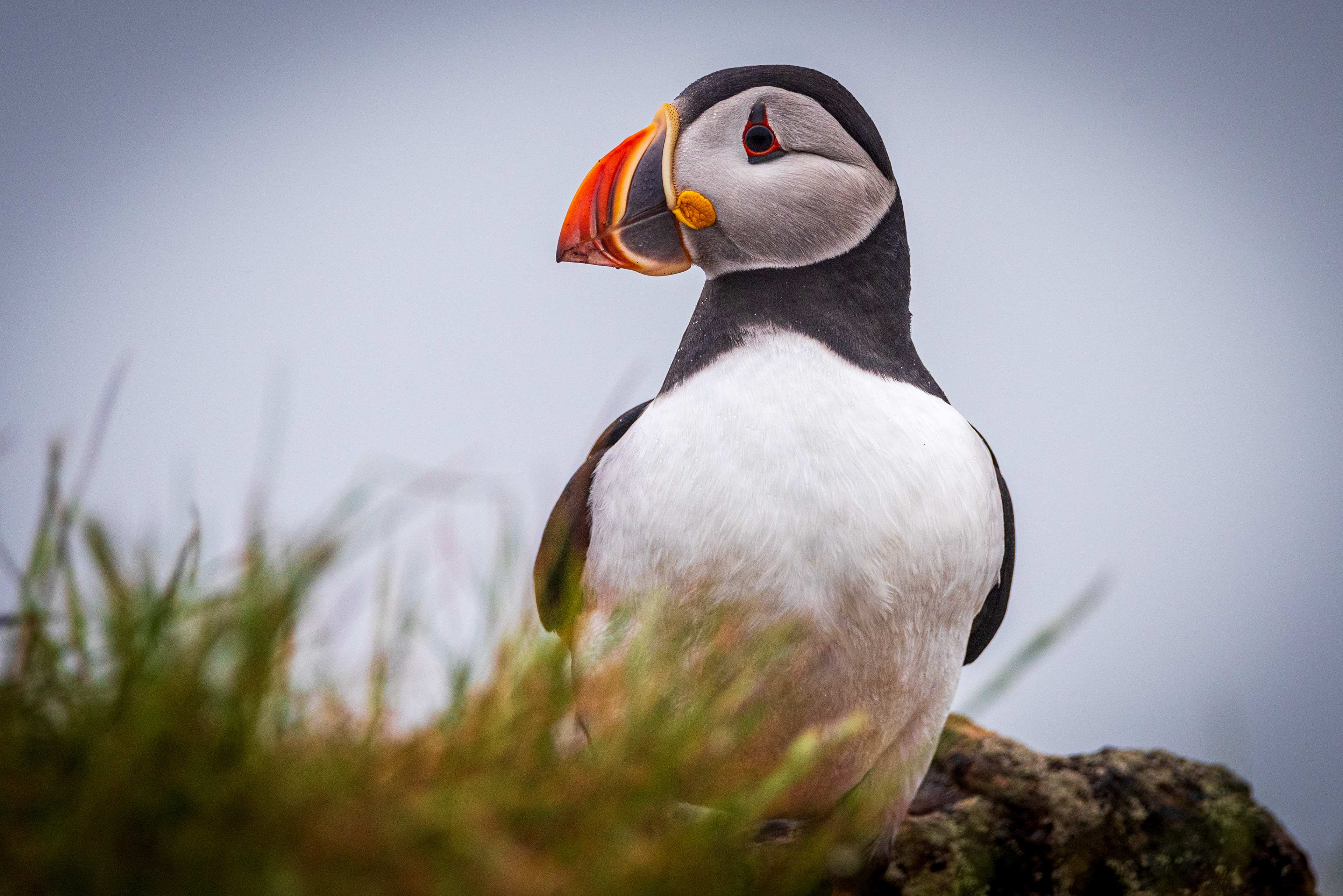 Elliston Puffin