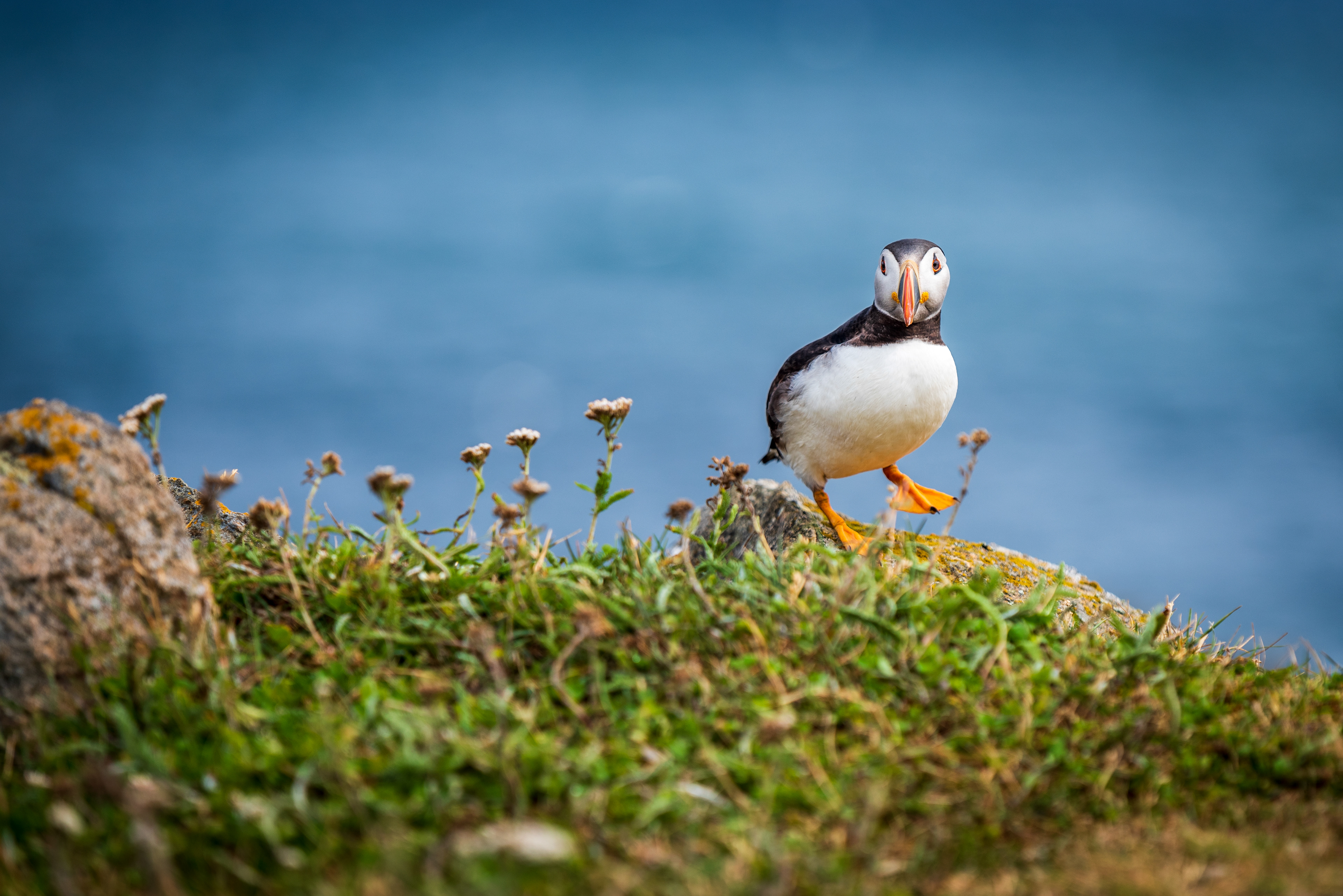 Elliston Puffin