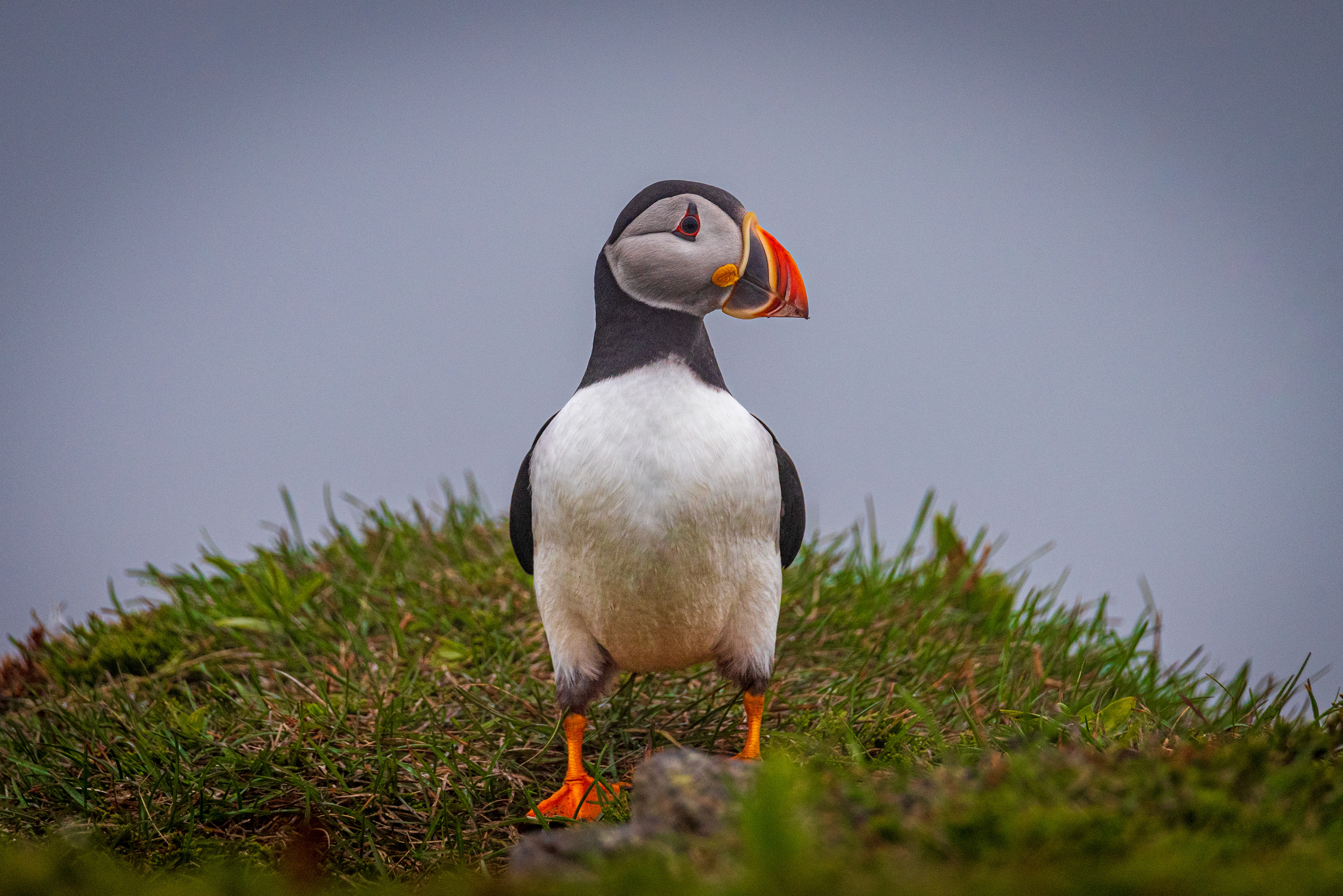 Elliston Puffin