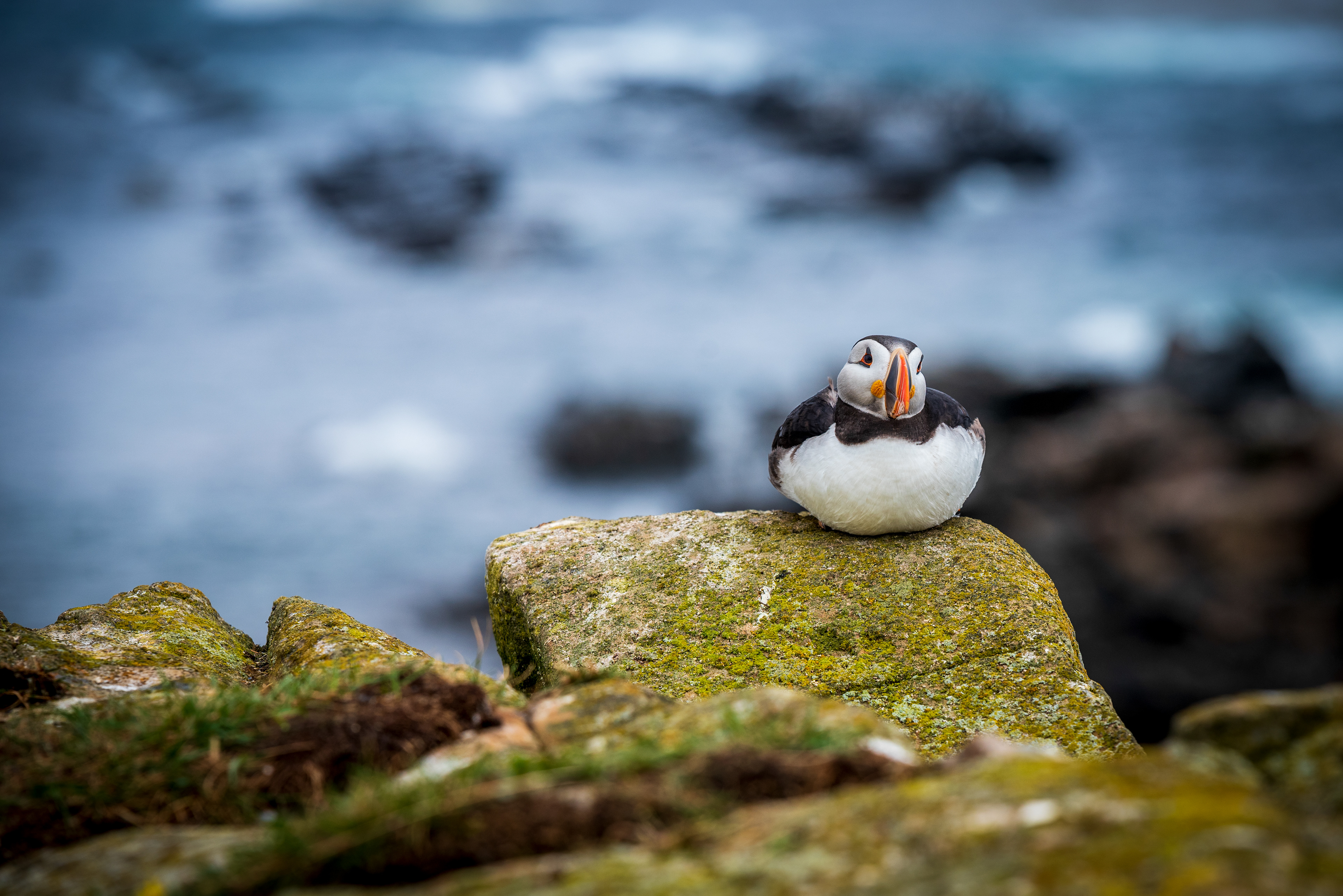 Elliston Puffin