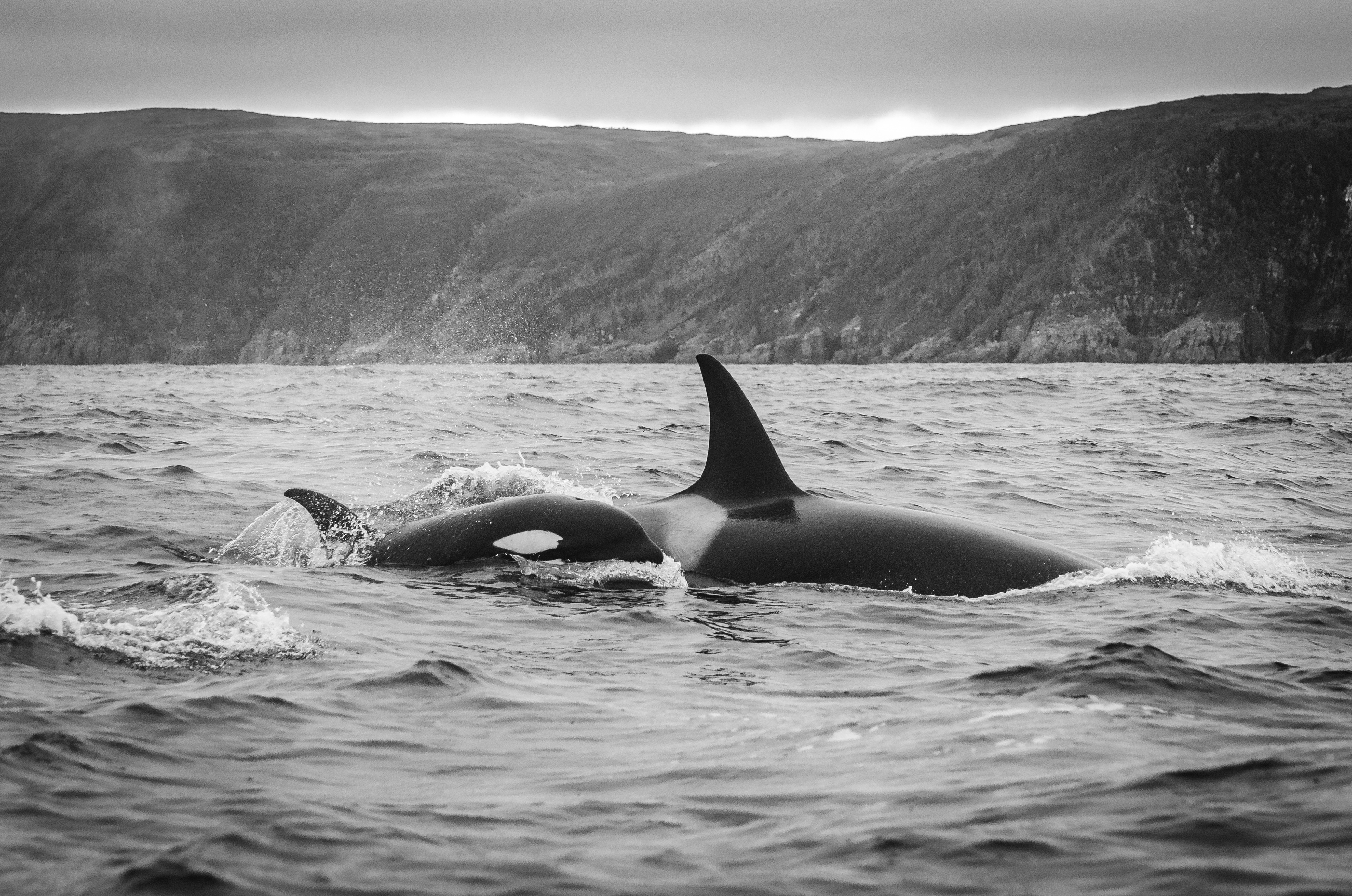 Orcas, Trinity Bay