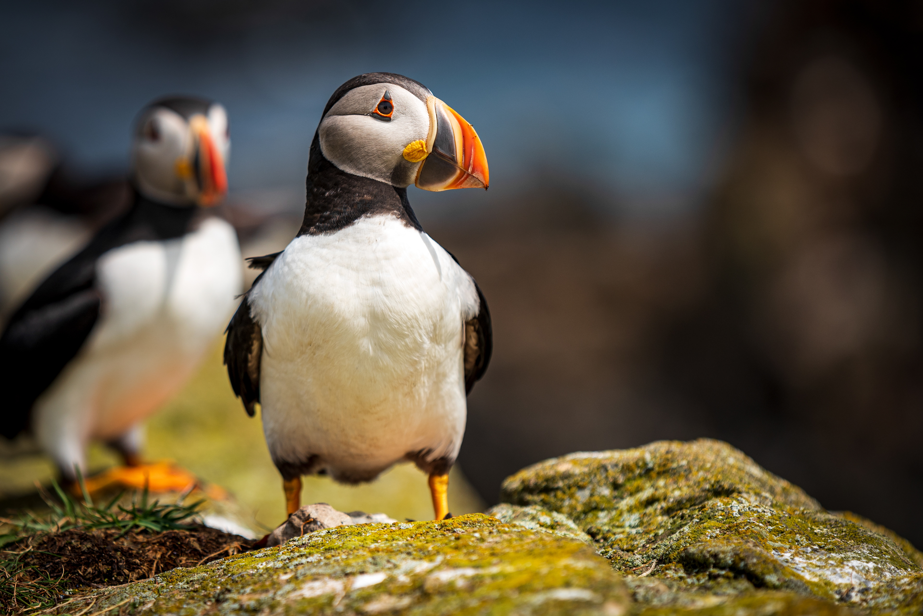 Elliston Puffin