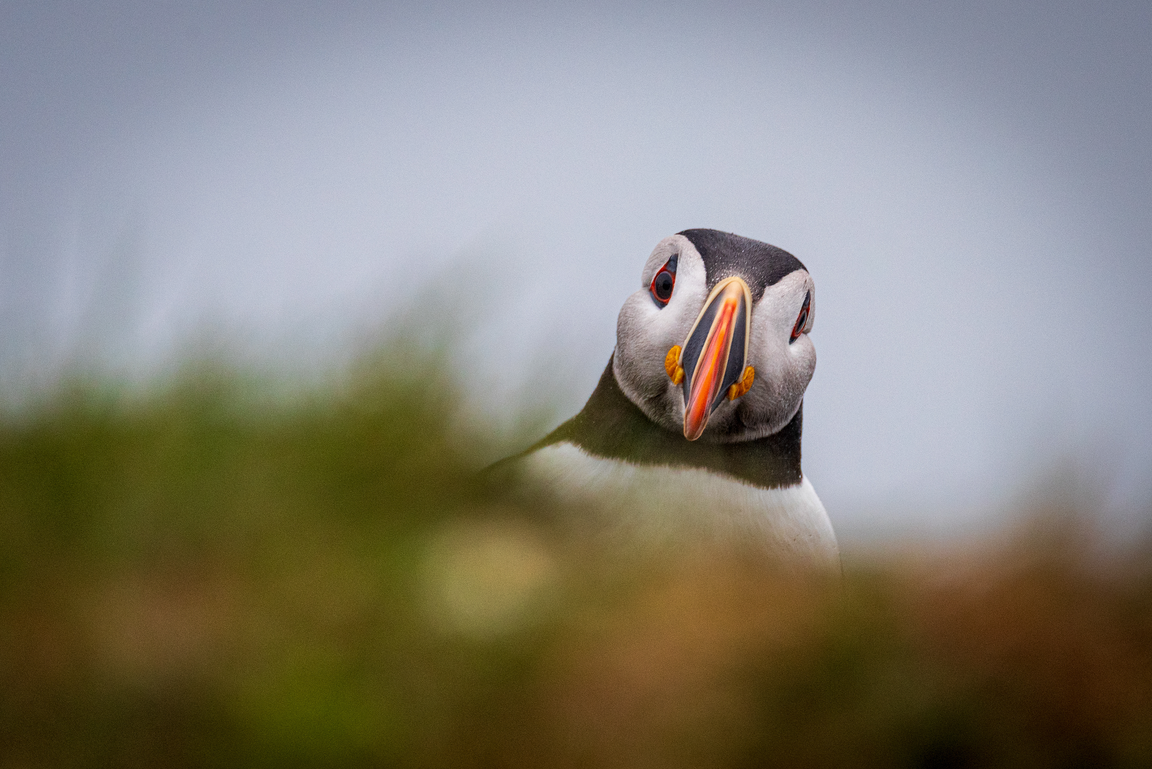 Elliston Puffin