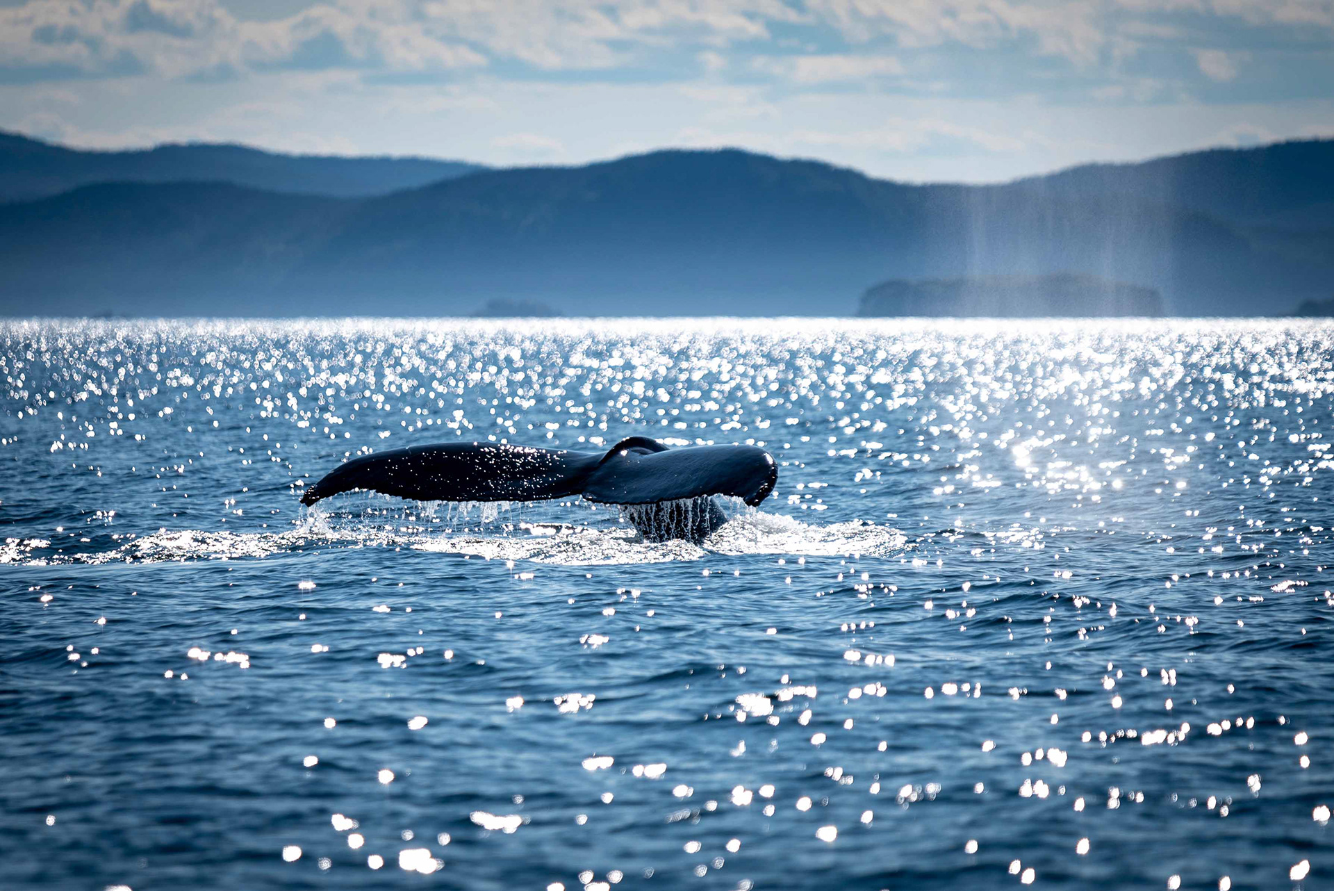 Humpback, Trinity Bay