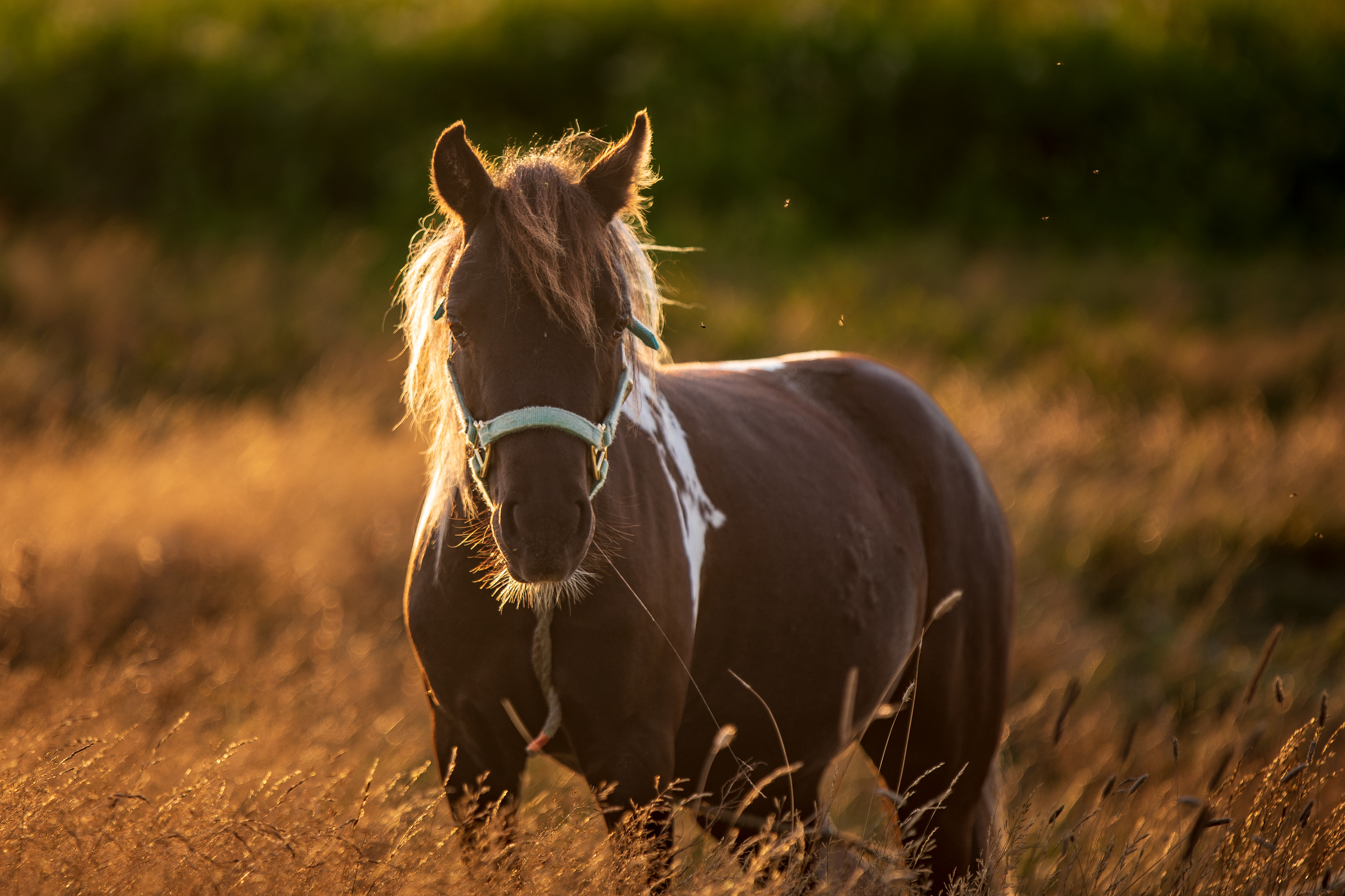 Dungeon Road Horse, Bonavista