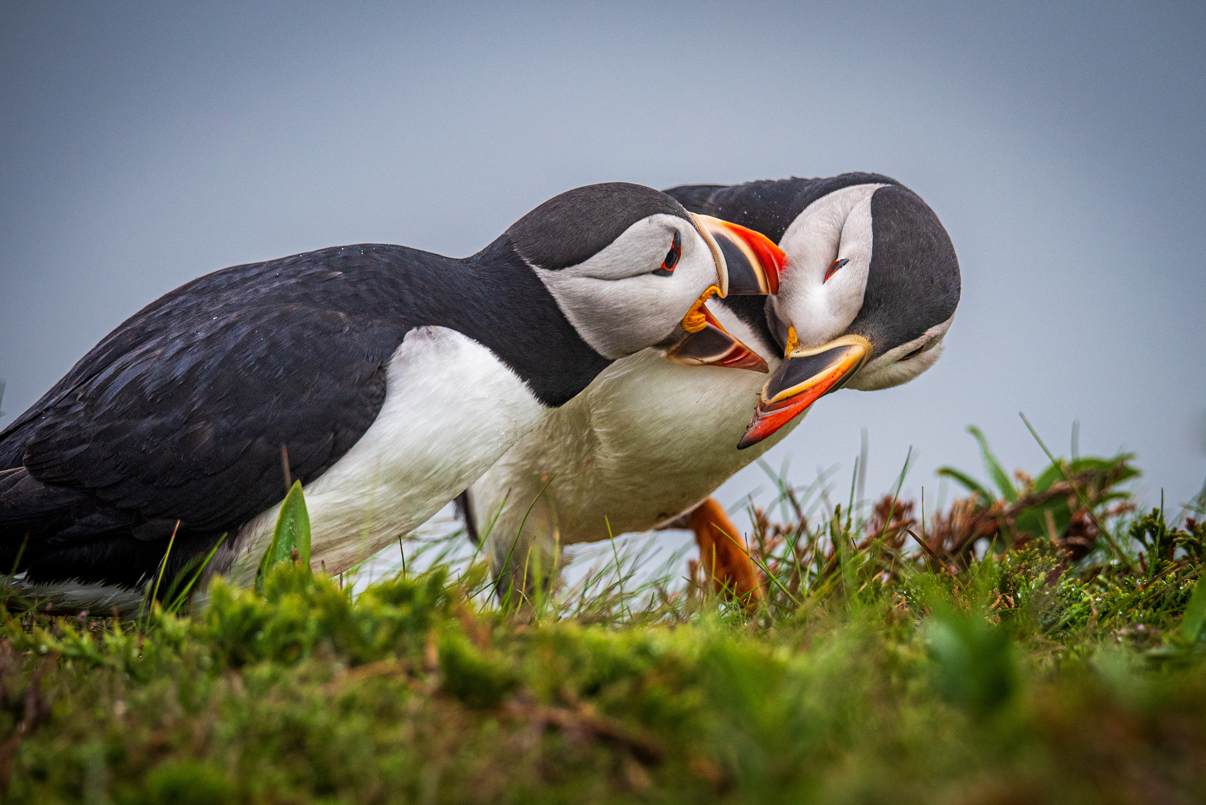 Elliston Puffins