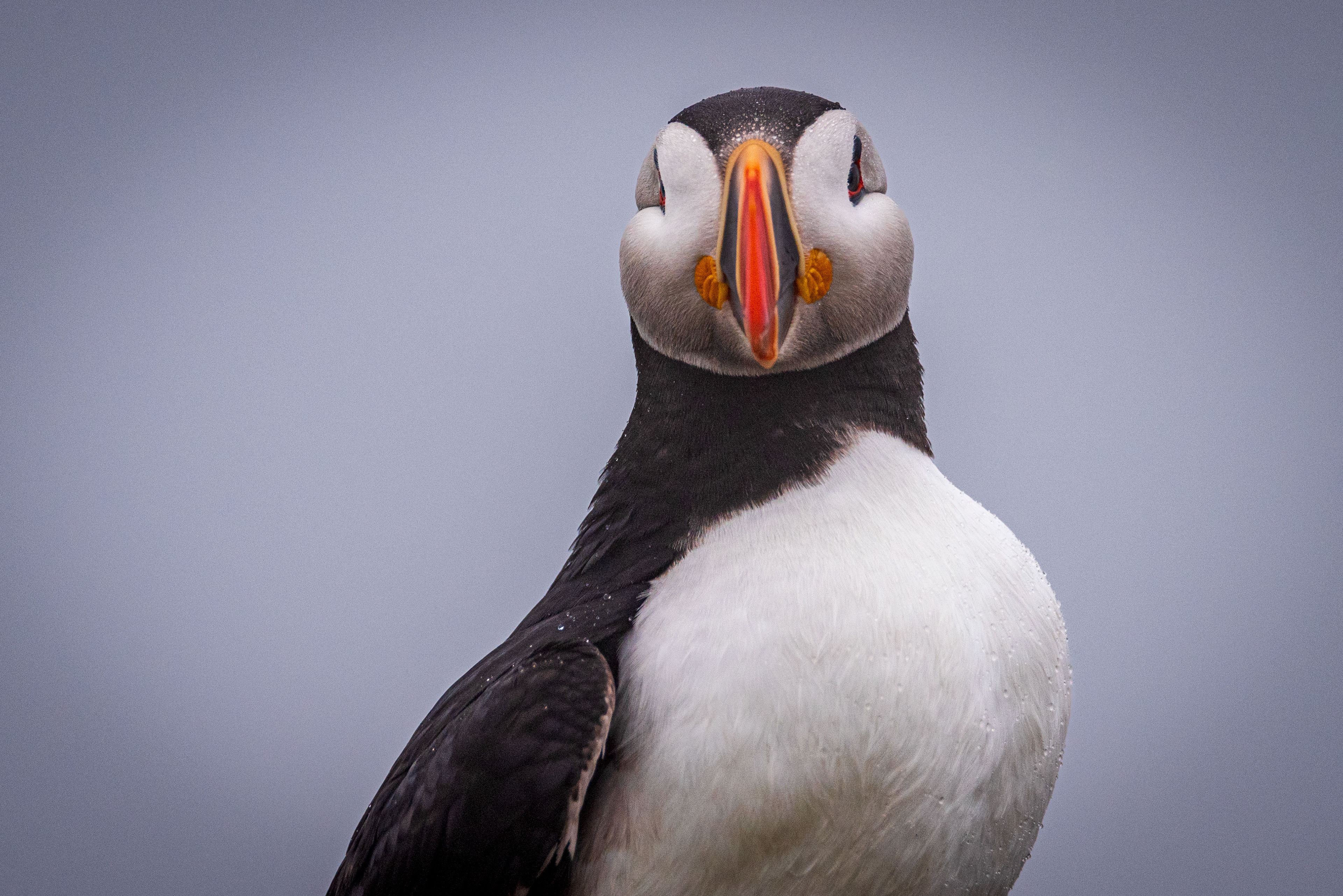 Elliston Puffin