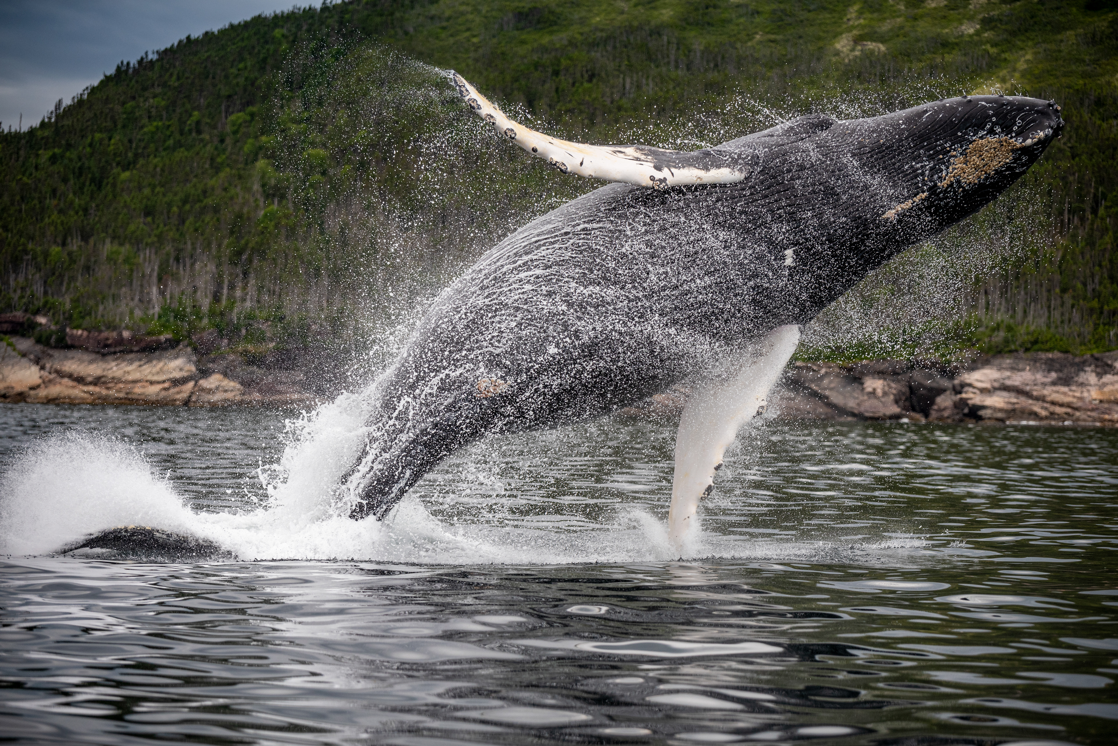 Humpback, Trinity Bay
