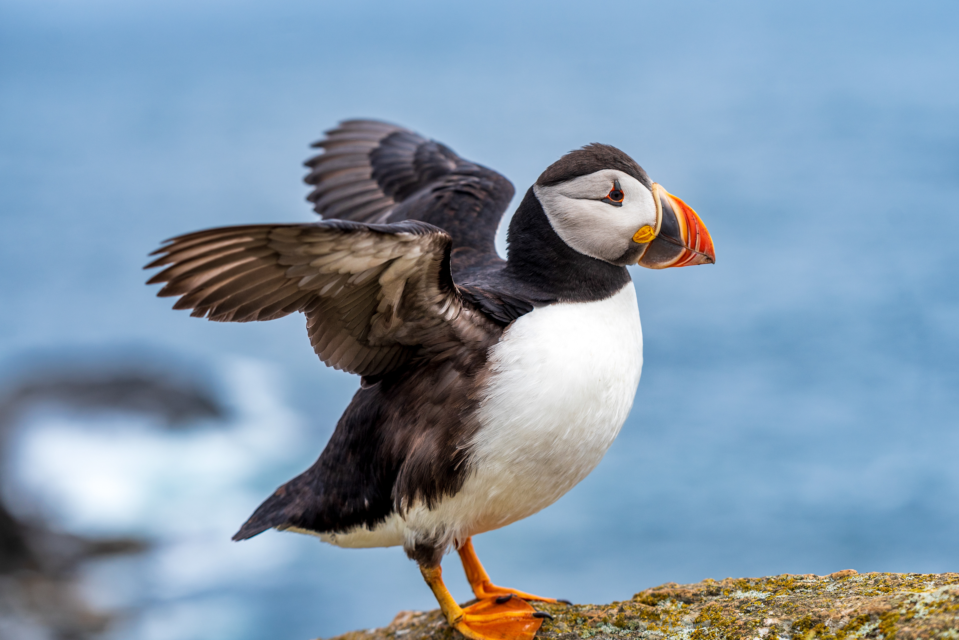 Elliston Puffin
