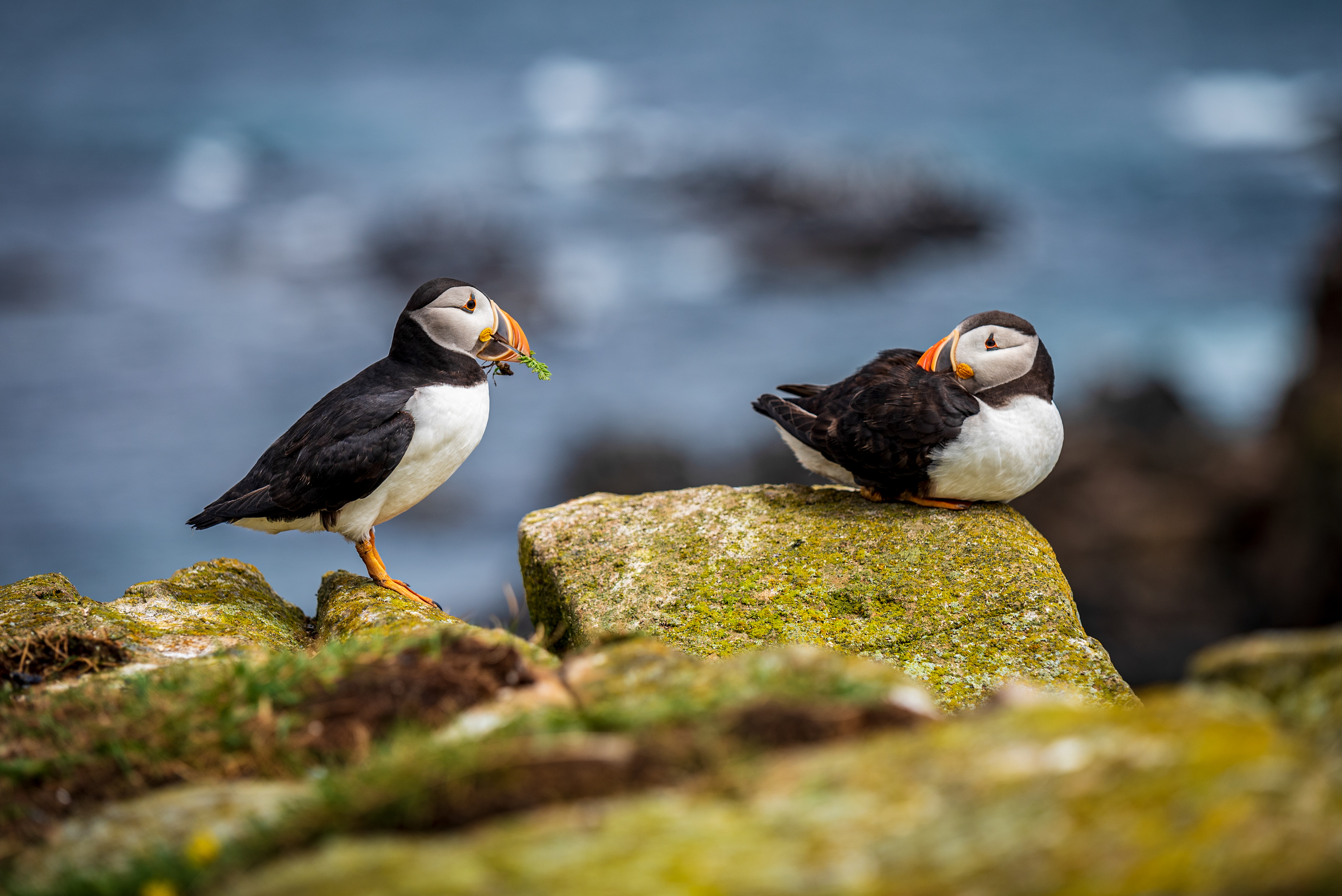 Elliston Puffins