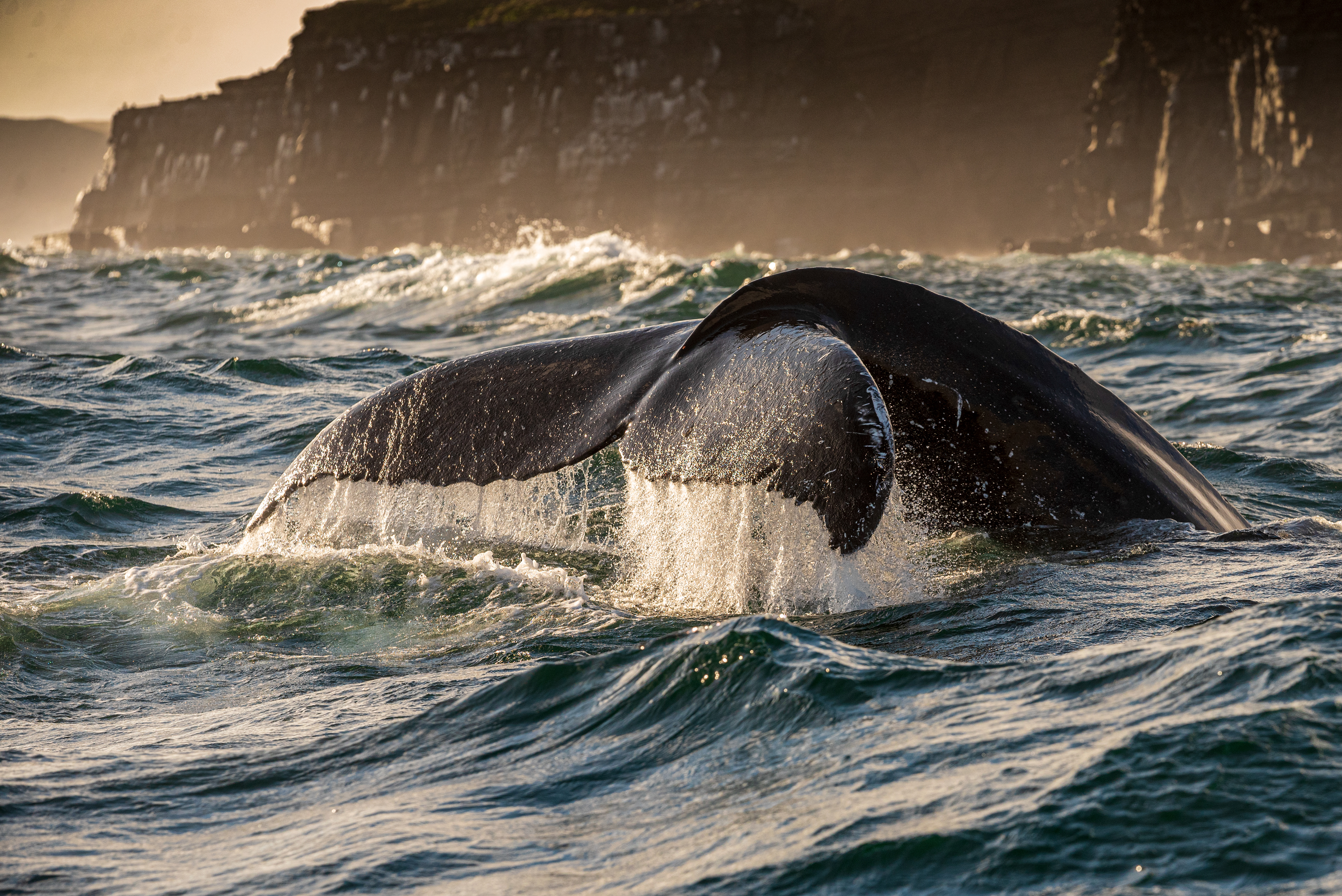 Humpback, Trinity Bay