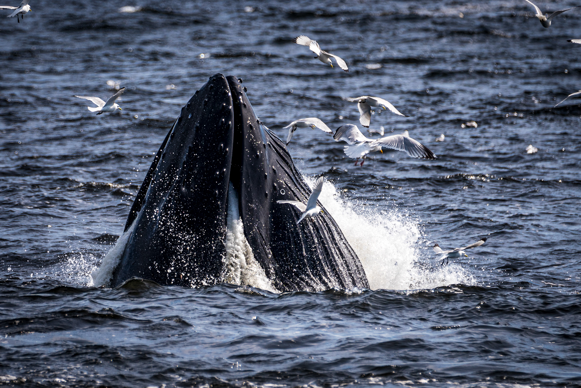 Humpback Lunge Feeding, St. Vincent's