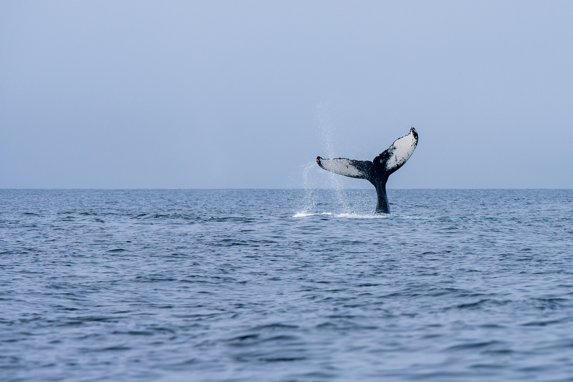Humpback, Trinity Bay