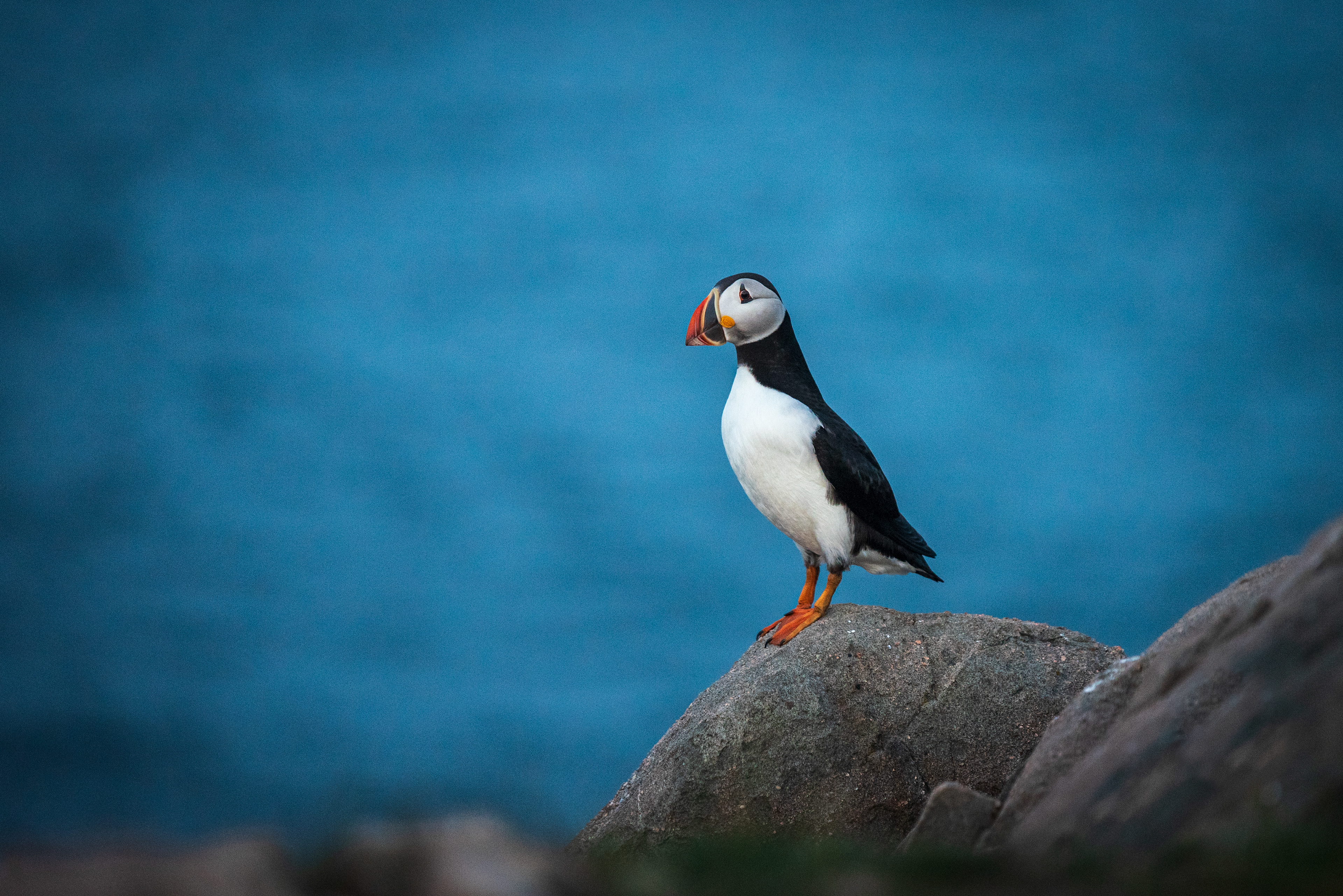 Bonavista Puffin