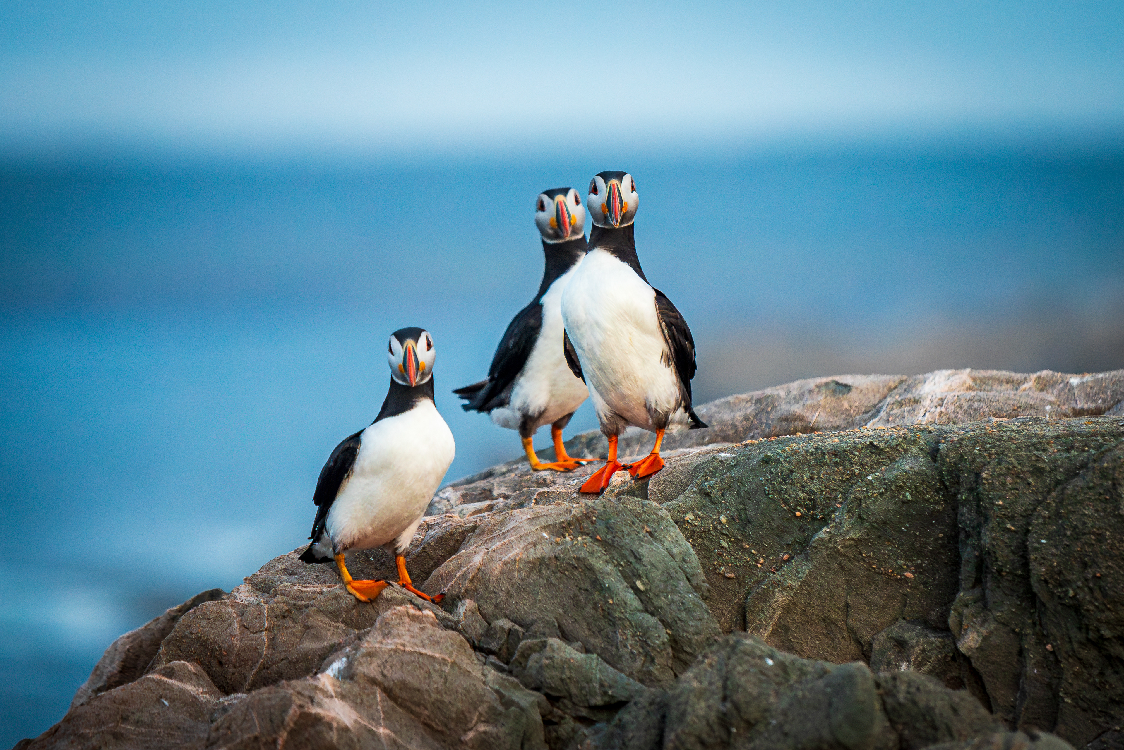 Bonavista Puffins
