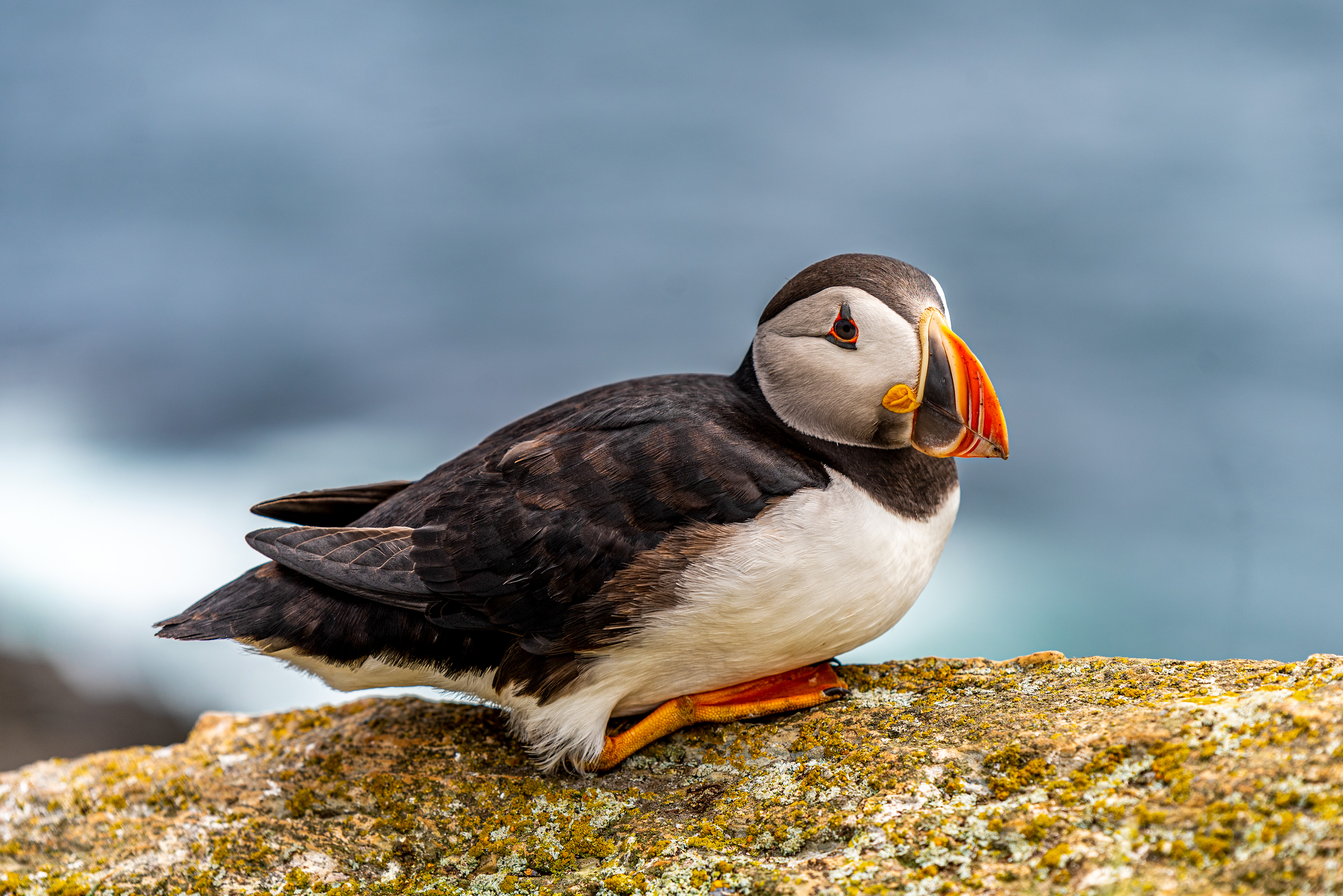 Elliston Puffin
