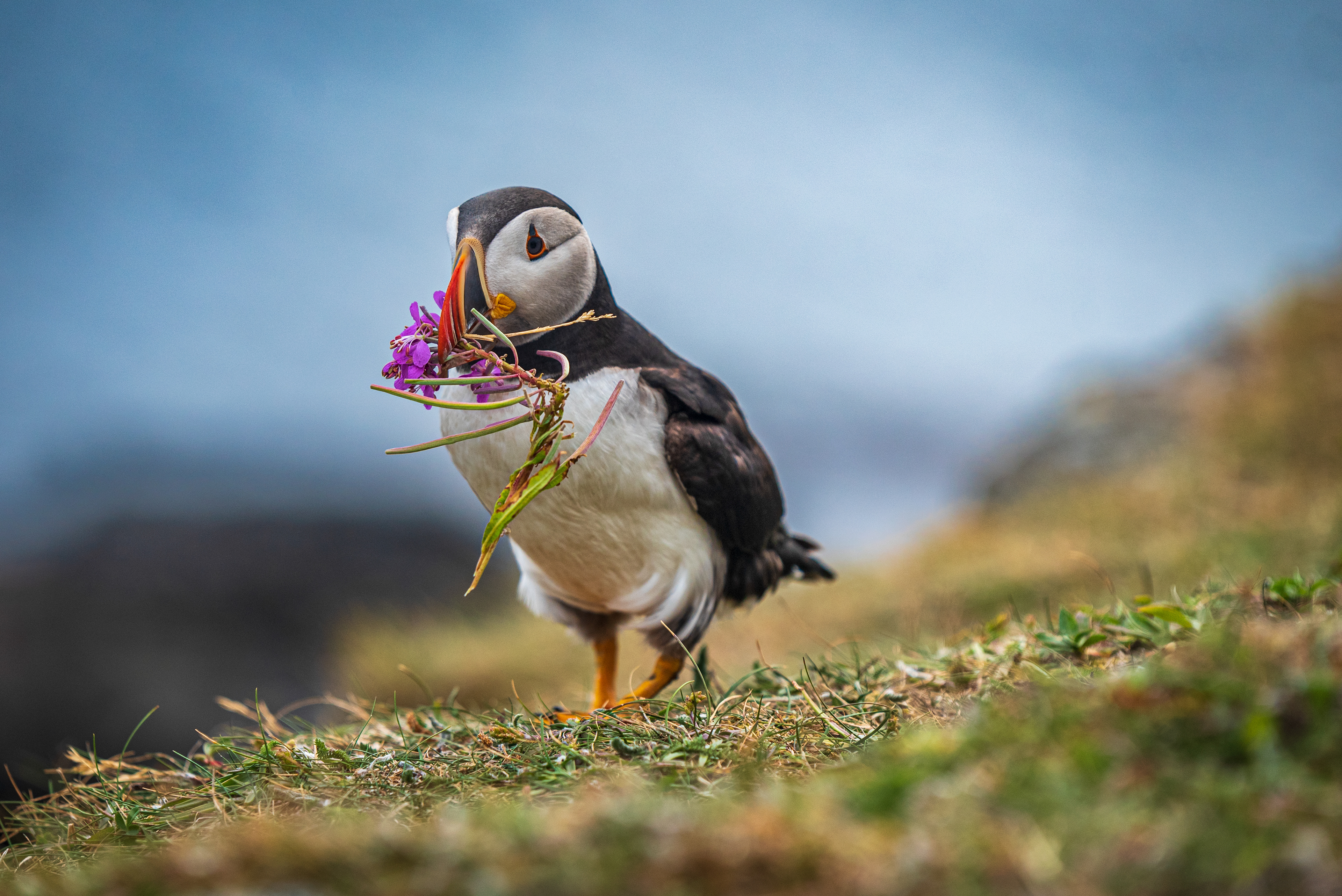 Elliston Puffin