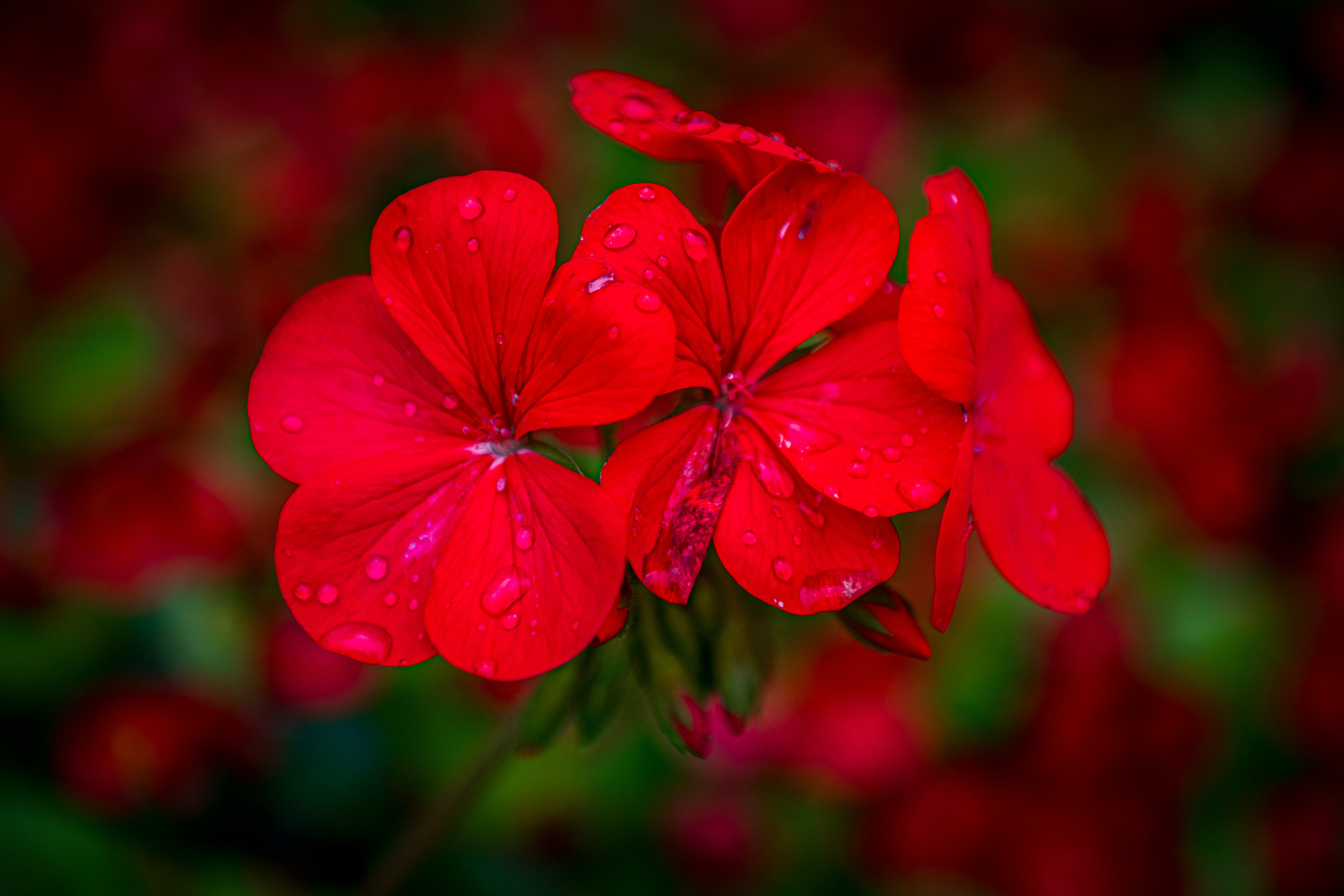 Flowers in Bowring Park