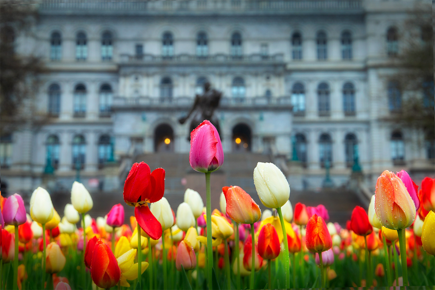 Tulips On The Town