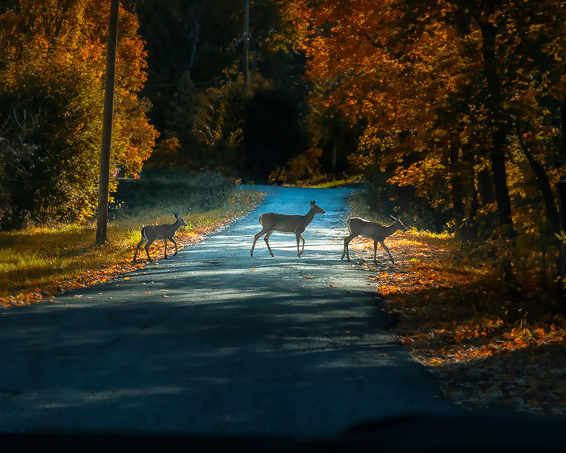 Deer Crossing, Normanskill, NY