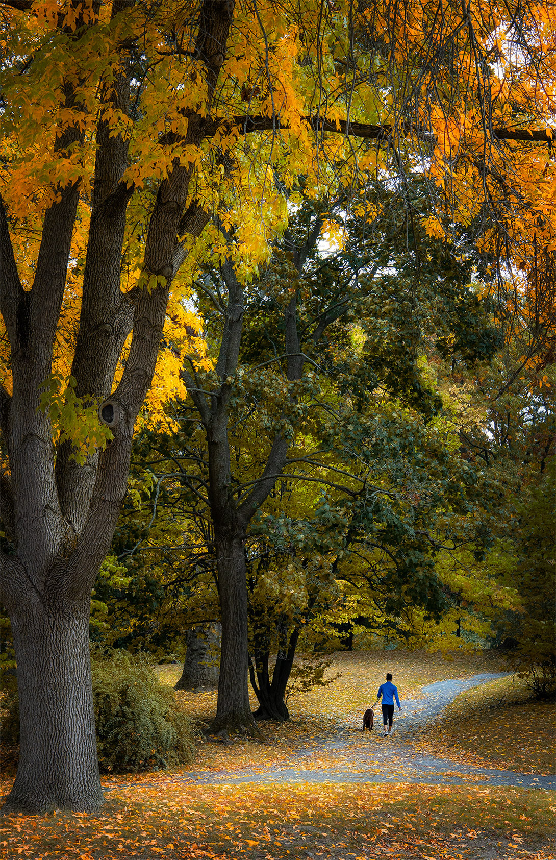 A Medley of Fall Colors
