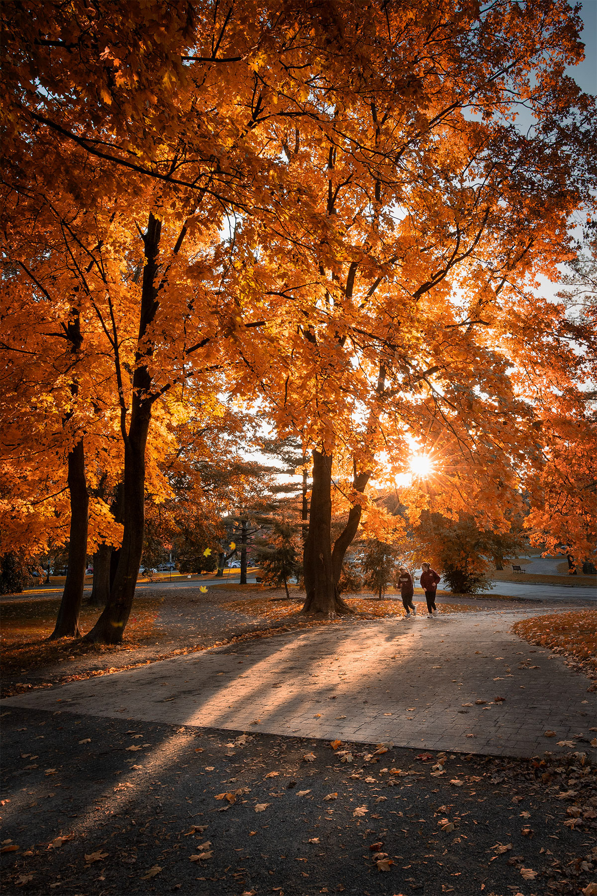 Afternoon Jog Through The Fall Colored Trees At Washington Park
