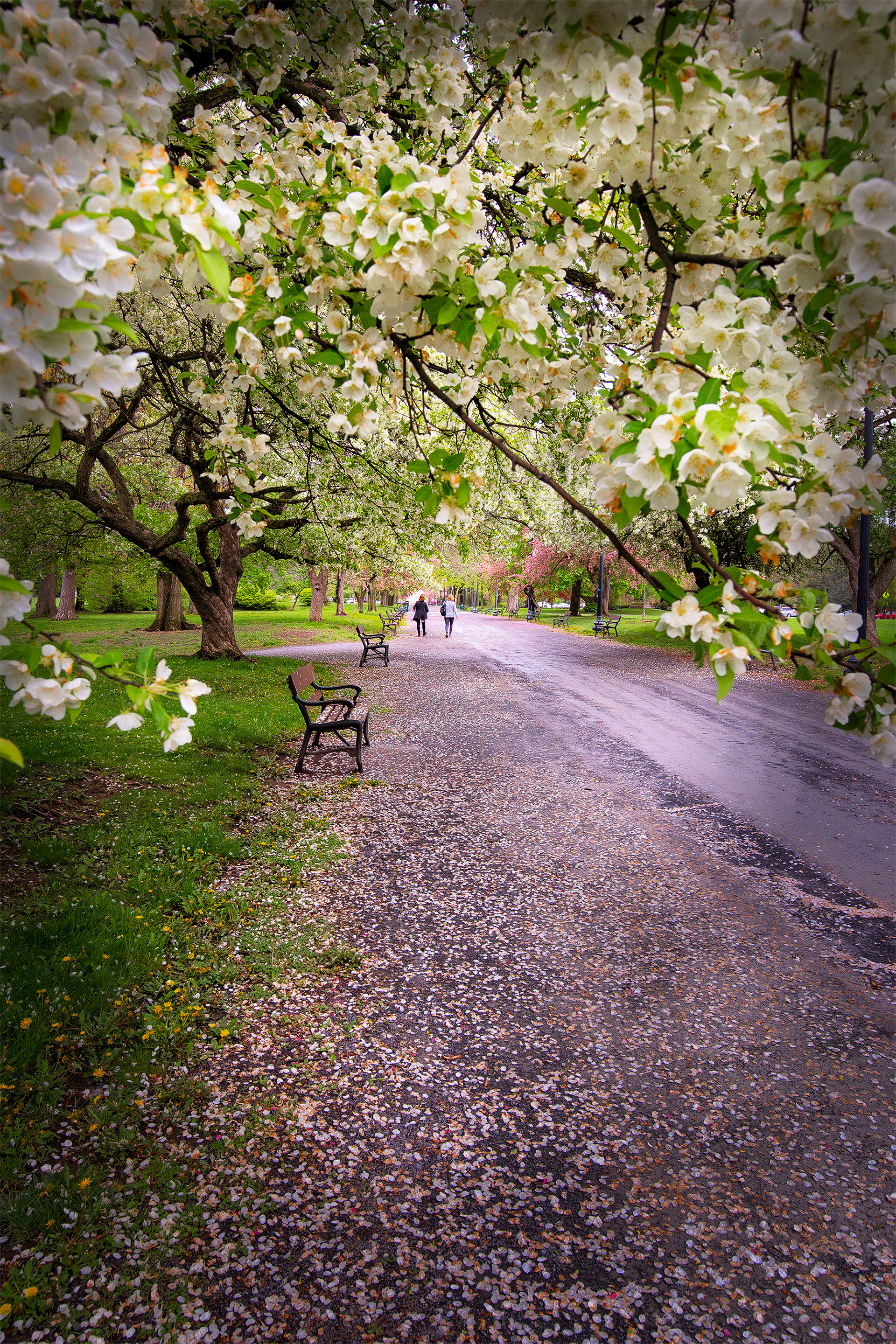 Springtime In Washington Park