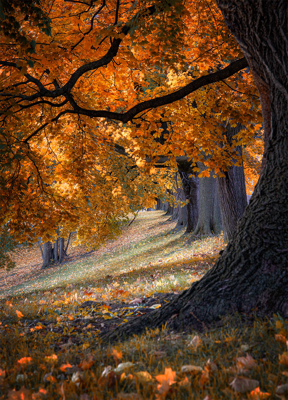 Under The Autumn Trees