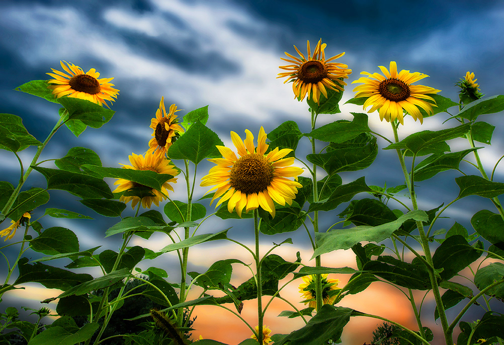 Sunflowers Serenade