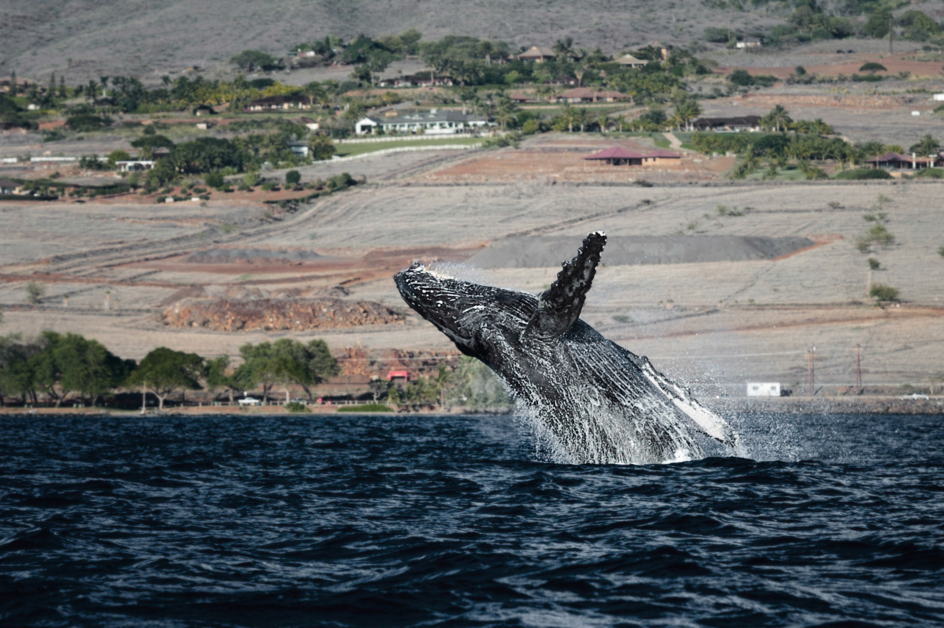 Maui Breach