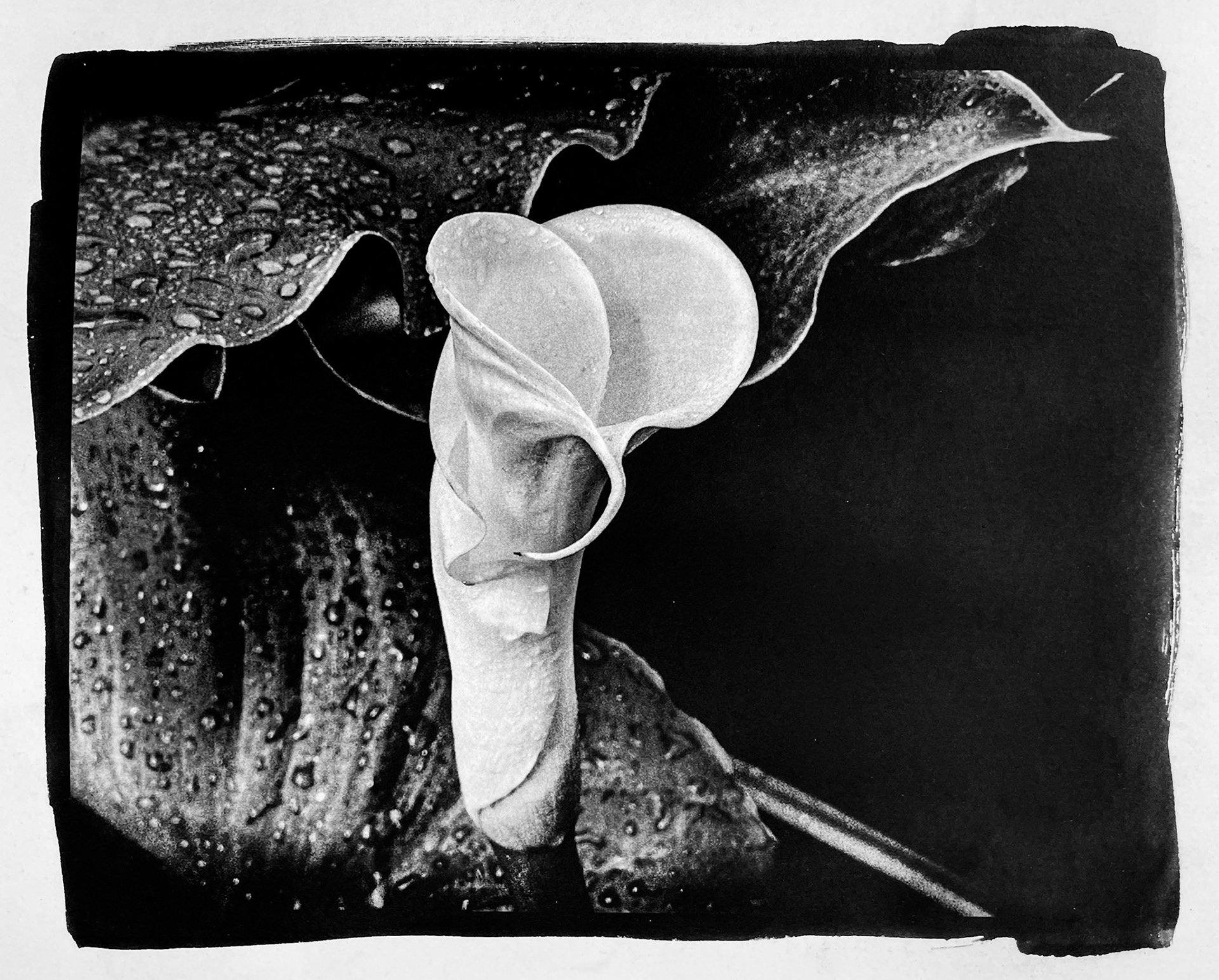 Photo by Alan Brickman