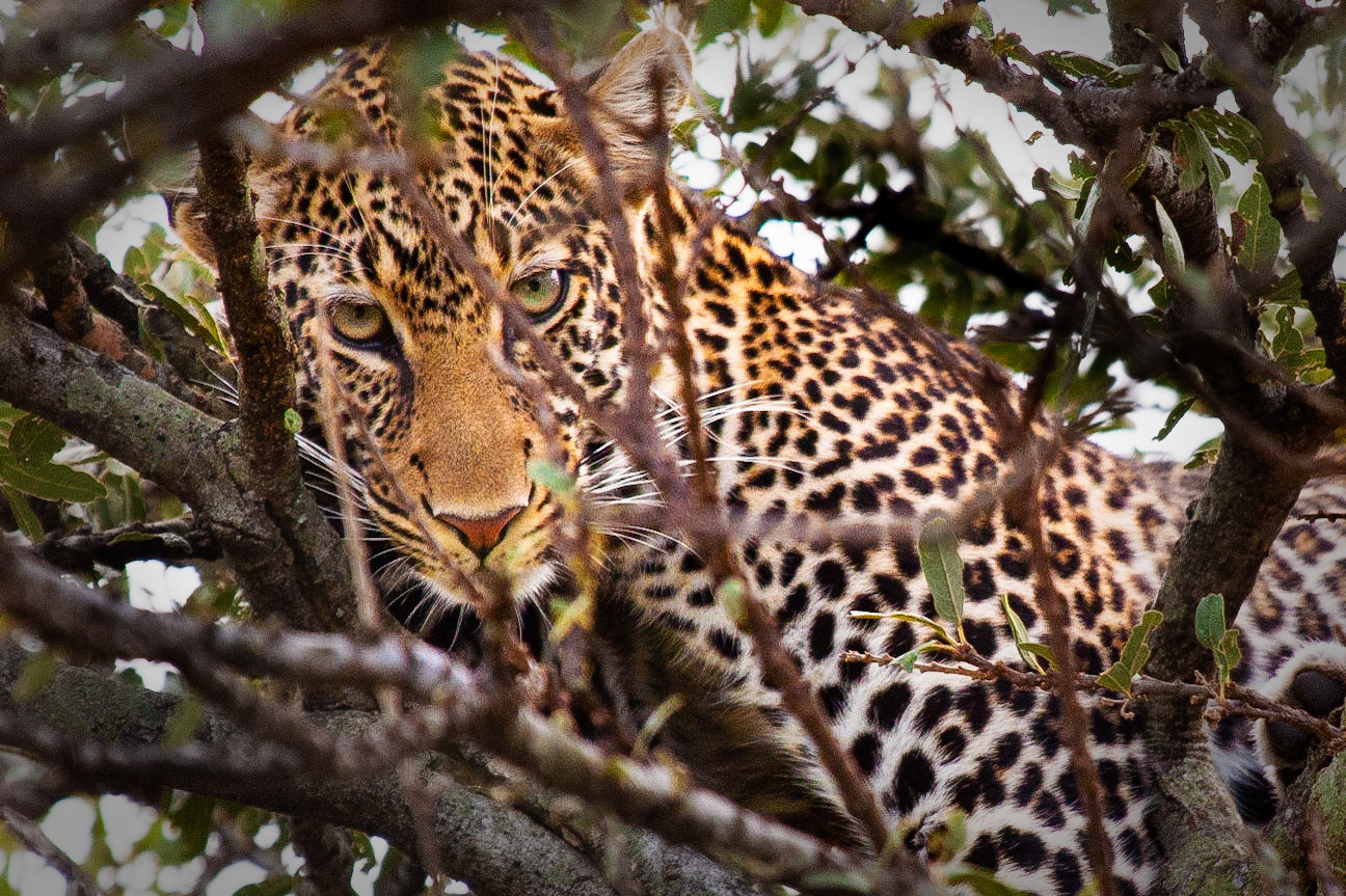 Leopard