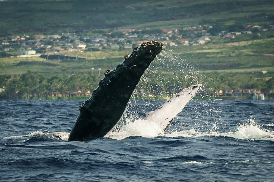 Backstroke (9668)