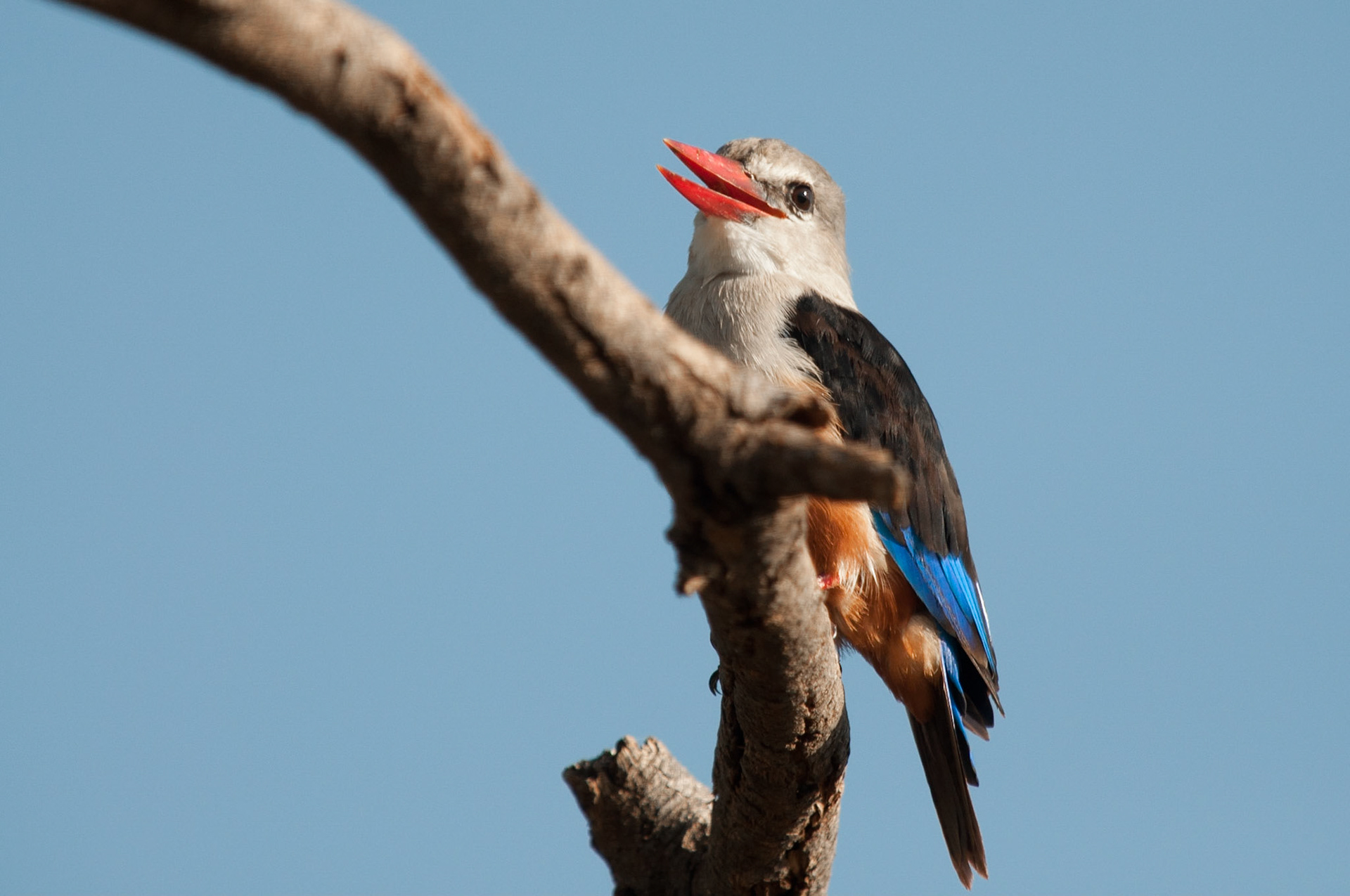 Grey-Headed Kingfisher