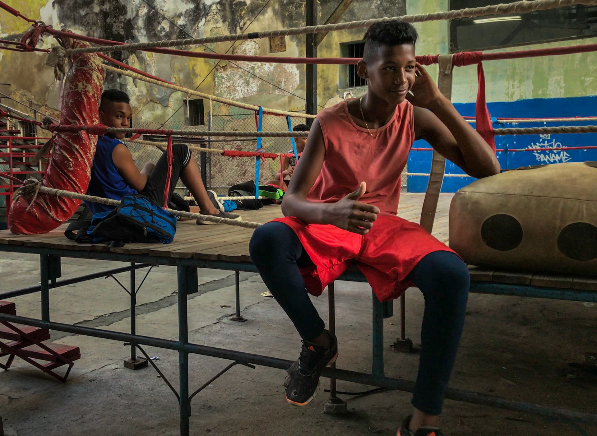Havana Boxer at Rest