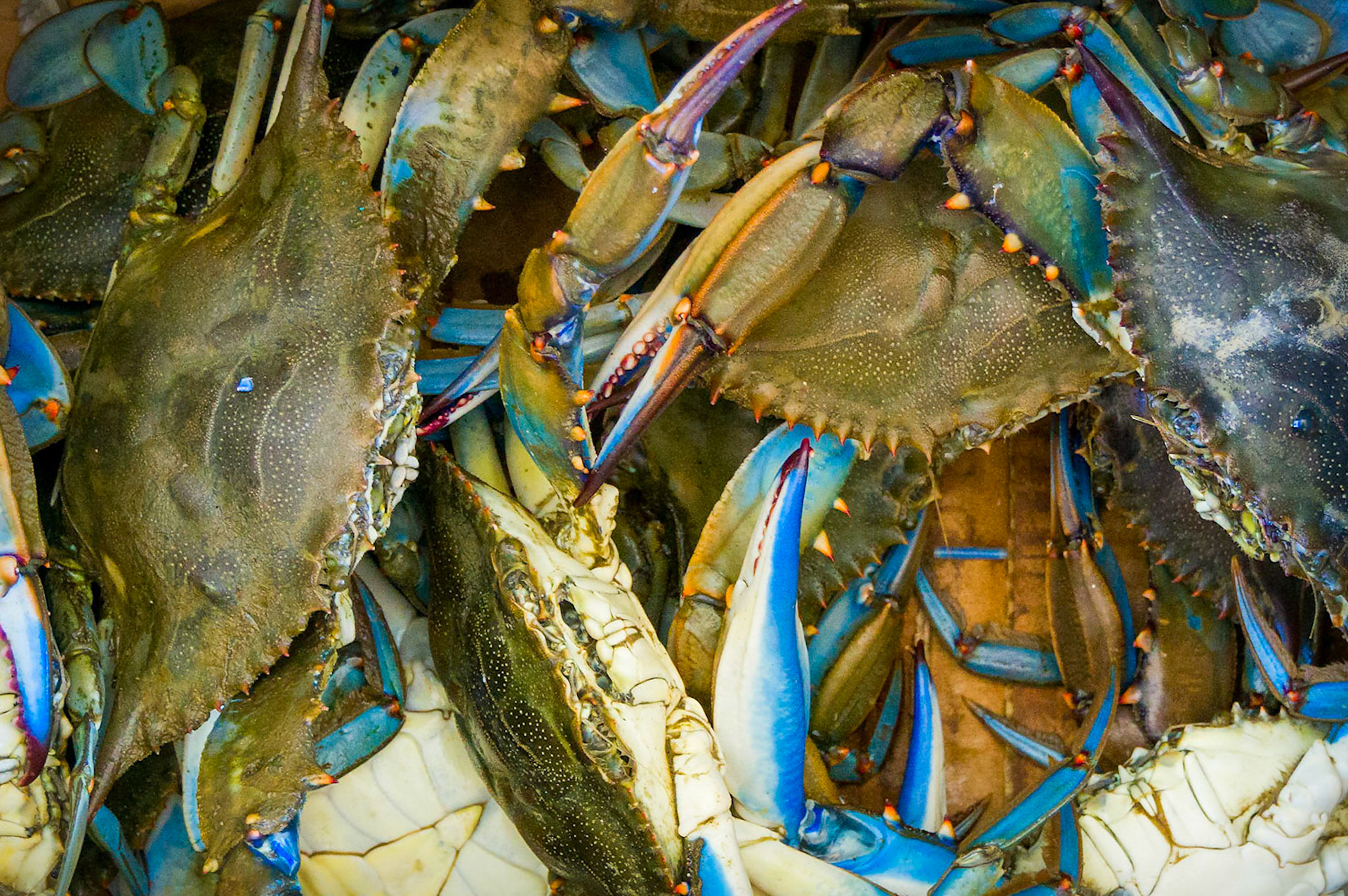 Blue Crabs, Lake of Köyceğiz, Turkey