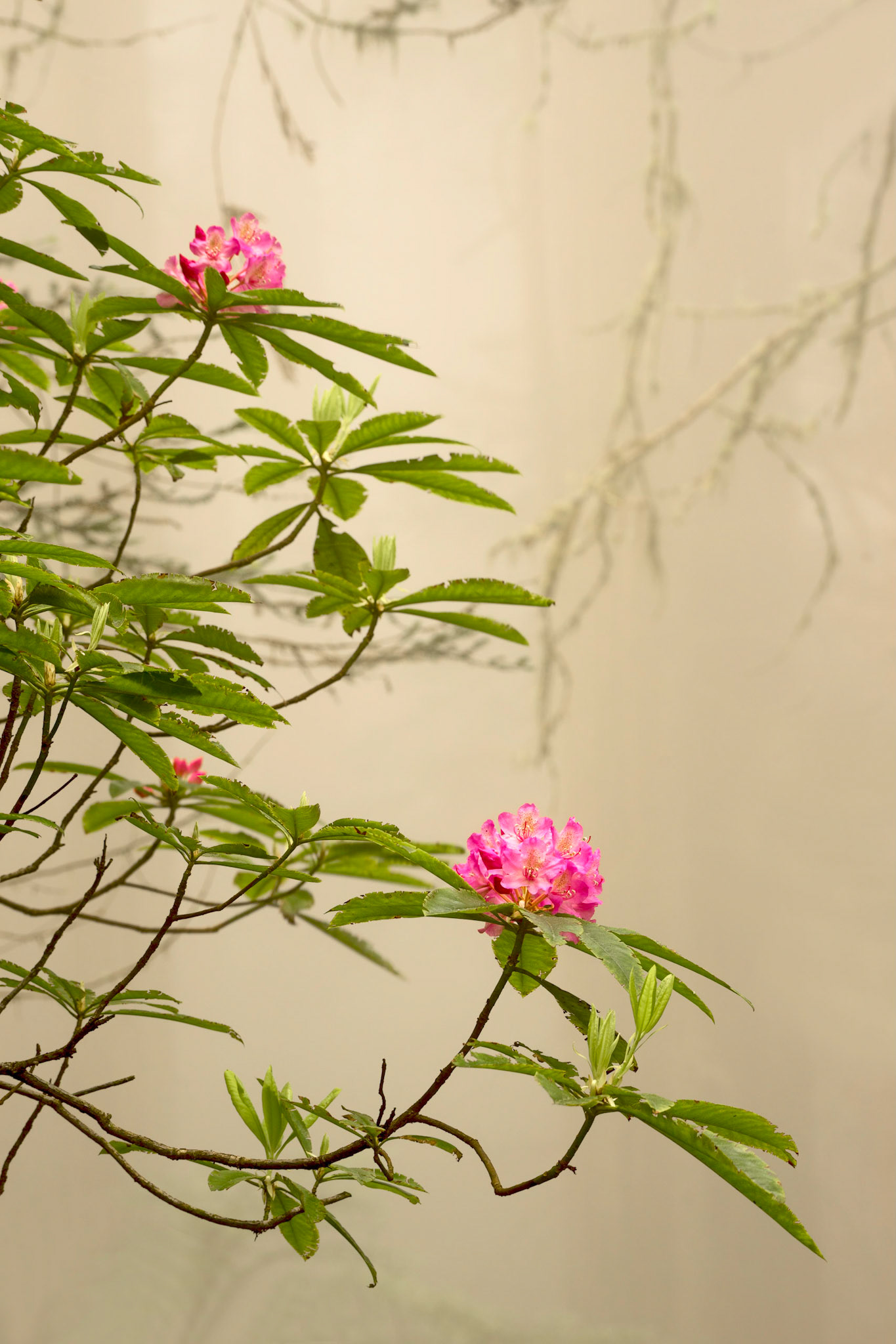 Redwod Forest Rhododendron