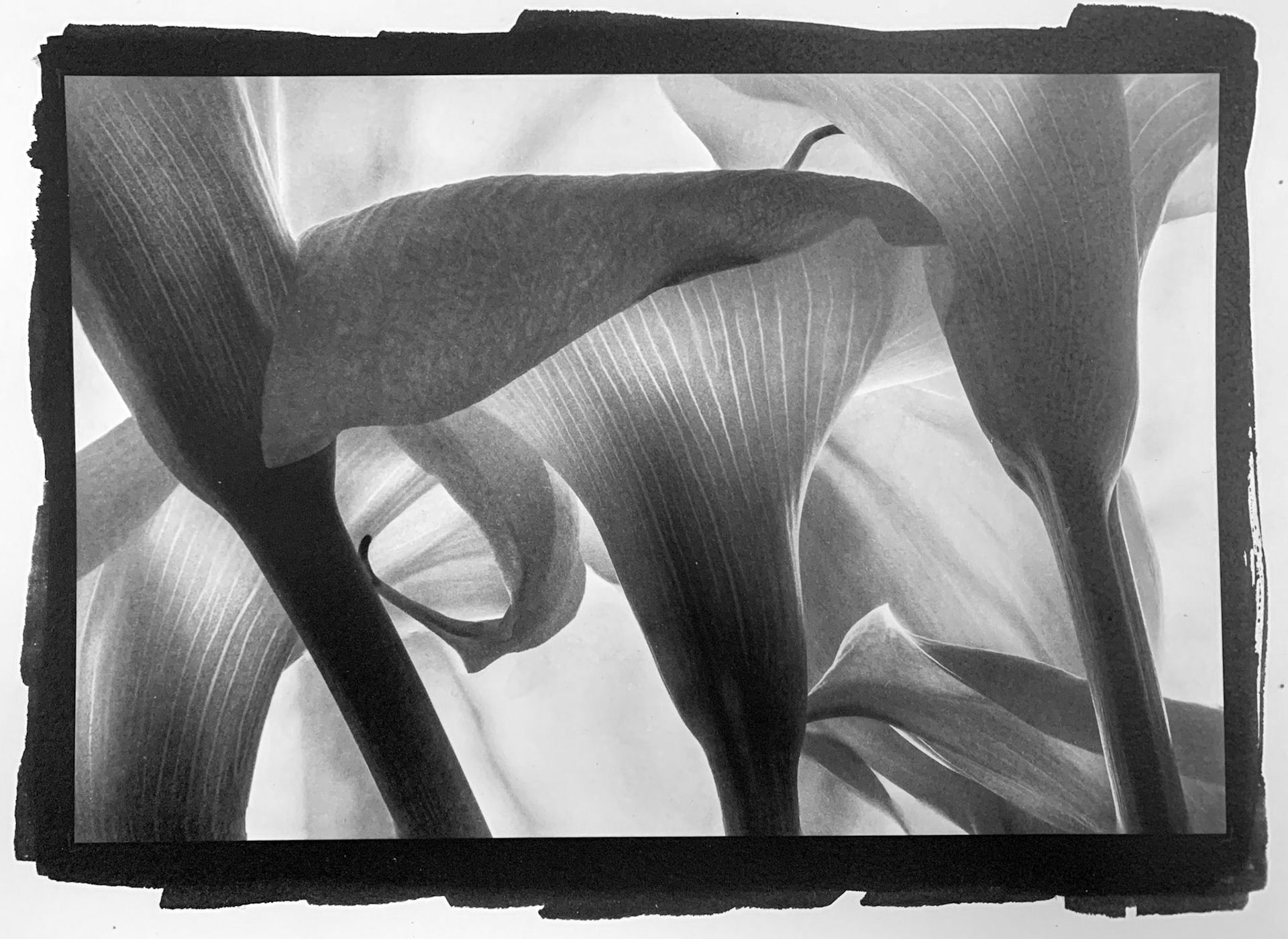 Photo by Allen Schuster