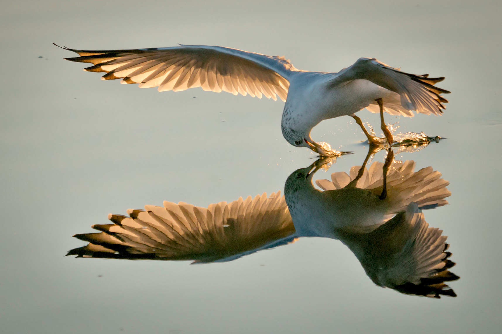 California gull (Larus californicus) grabs a bite on the fly at sunrise