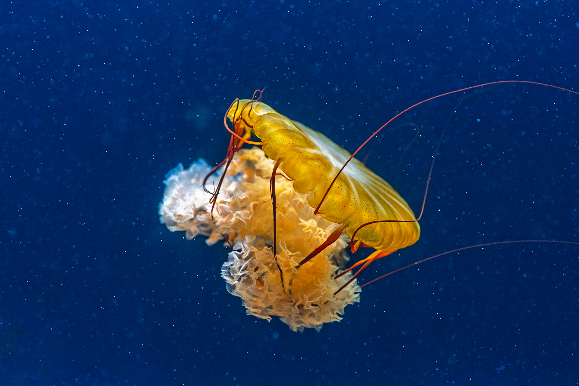 Tiergarten Schönbrunn
