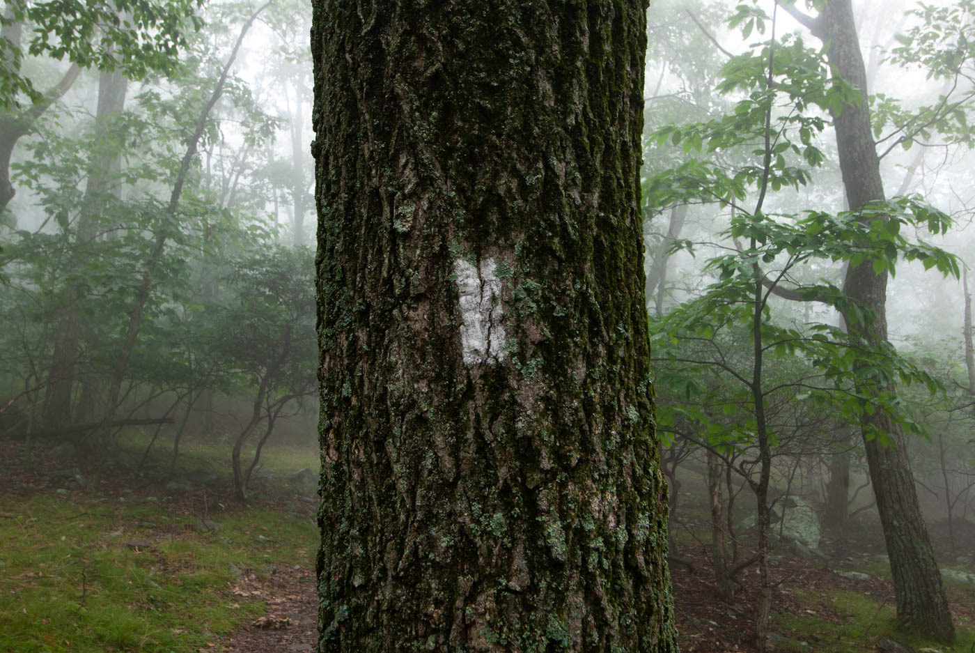White trail marker for Appalachian Trail