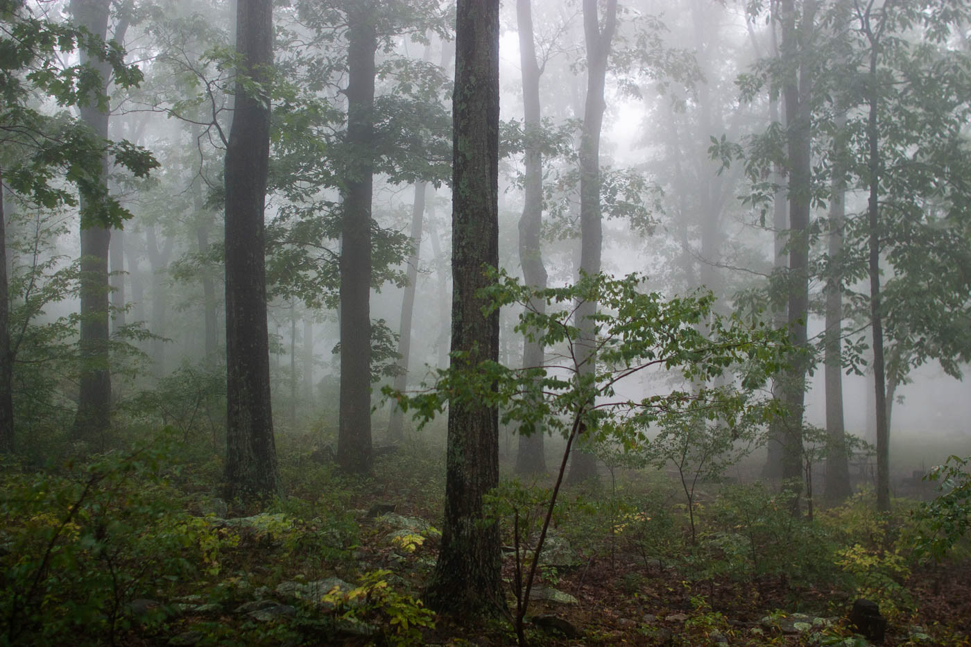 Fog in woods of northern section of Shenandoah National Park.