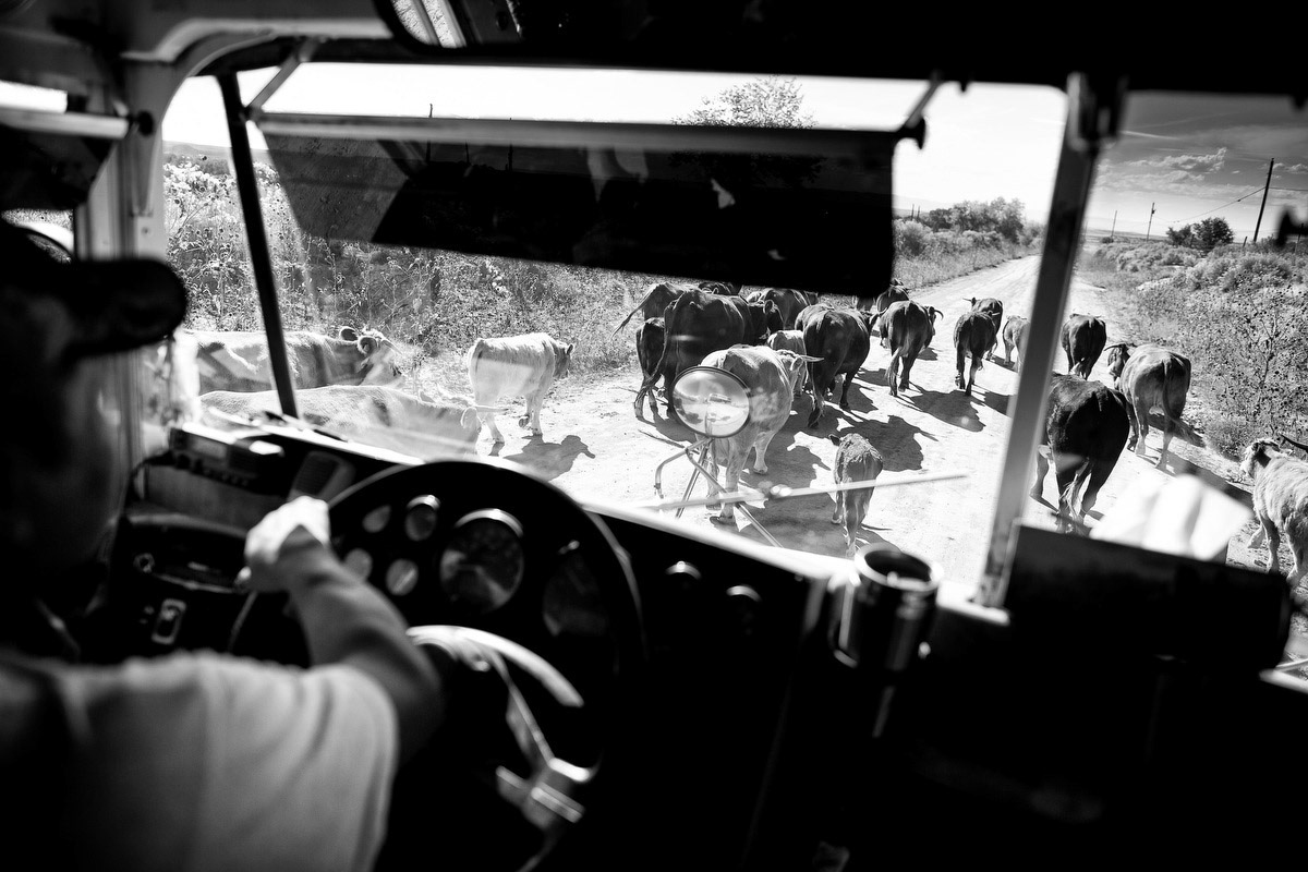 School bus driver delayed by a cattle drive on way to school. 